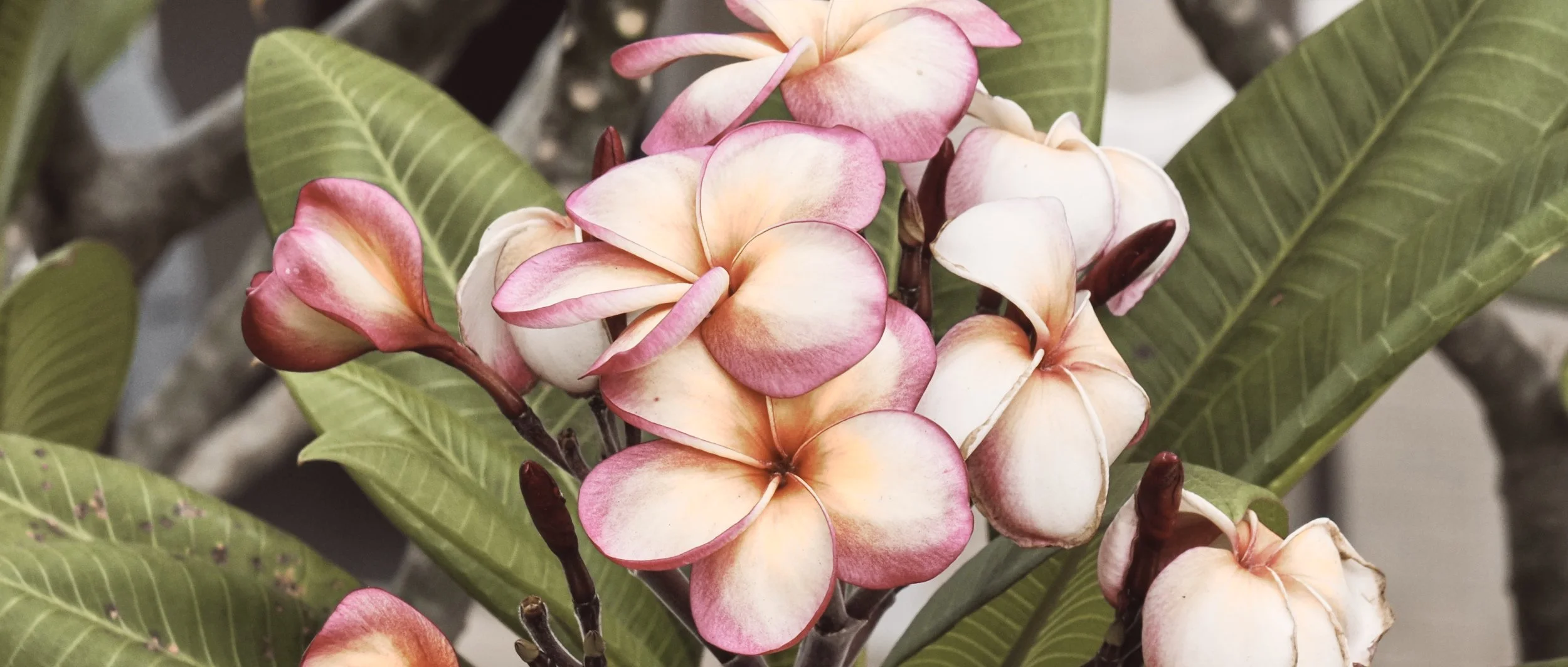 PB010207- JPEG 2500px for Squarespace -Antiquated.jpg