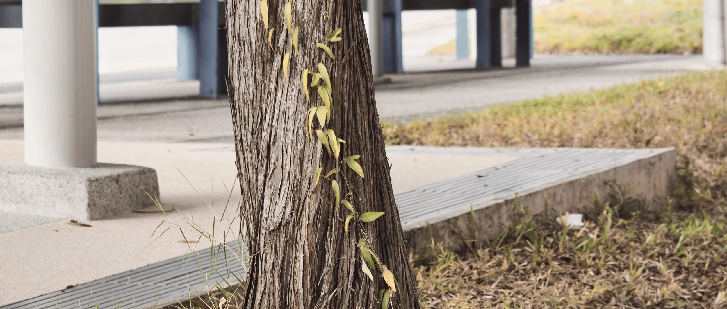 PB010190- JPEG 2500px for Squarespace -Antiquated.jpg