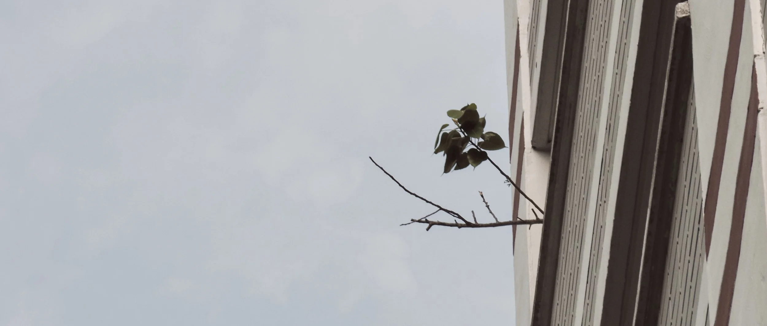 PB010191- JPEG 2500px for Squarespace -Antiquated.jpg