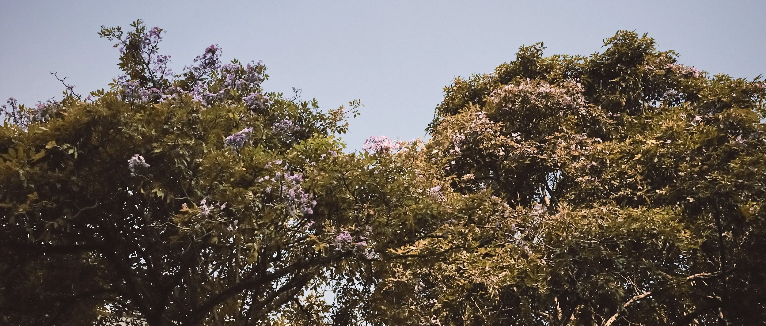 _R000112- JPEG 2500px for Squarespace -Antiquated.jpg