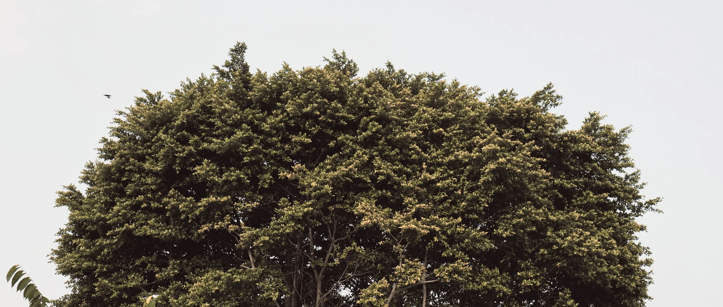 PB010227- JPEG 2500px for Squarespace -Antiquated.jpg