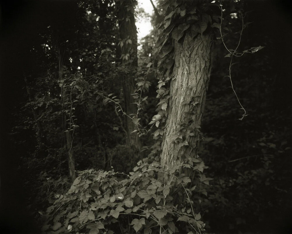 10 Blodgett_s Woods .jpg