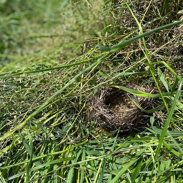 Moving fence this morning I was getting scolded by a Meadowlark and then realized maybe this might be why she&rsquo;s so unhappy with me. Uncovered her nest. #birdsnest #movingfence #grazing #lambs #pastured #sheep #sheepfarm