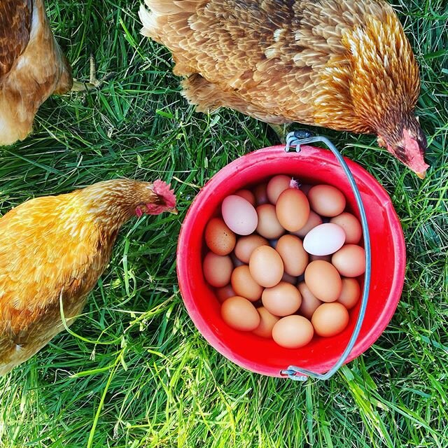 Happy Hens on pasture. Our hens like to sleep in the Zane were Chicken Hilton Wagon but prefer to lay their eggs in The Conestoga Wagon. #pasturedhens #fresheggs #browneggs #farmfresheggs #happyhens #🐓 #🥚 #silvervalleyeggs #silvervalleyfarm #pastur