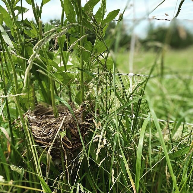 This is the third best I&rsquo;ve found and I&rsquo;m hoping @dean.smoll can tell me what kind of birds might be making them. The Red-Winged Blackbird is always scolding me so I&rsquo;m guessing it&rsquo;s that or a Meadowlark. #birdsnest #nestofeggs