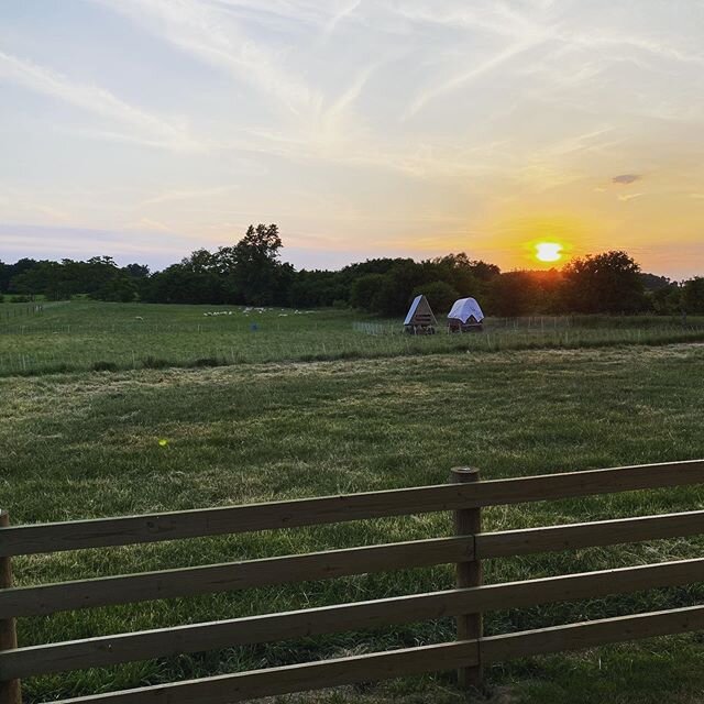 After eating dinner on the porch we watched three cottontails hop through the pasture. So peaceful. #silvervalleyfarm