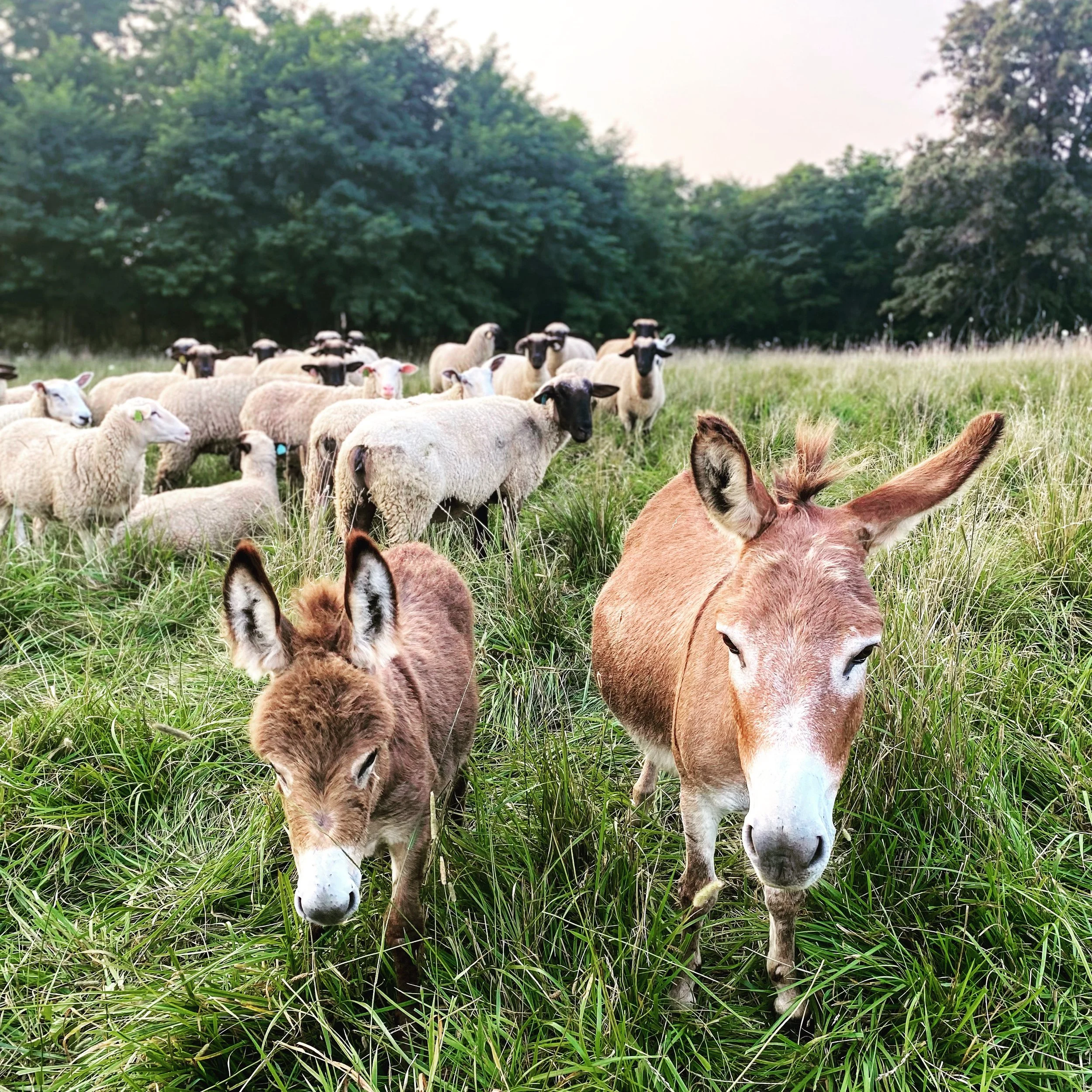 Guardian Donkeys: Protecting Silver Valley Farm’s Flock