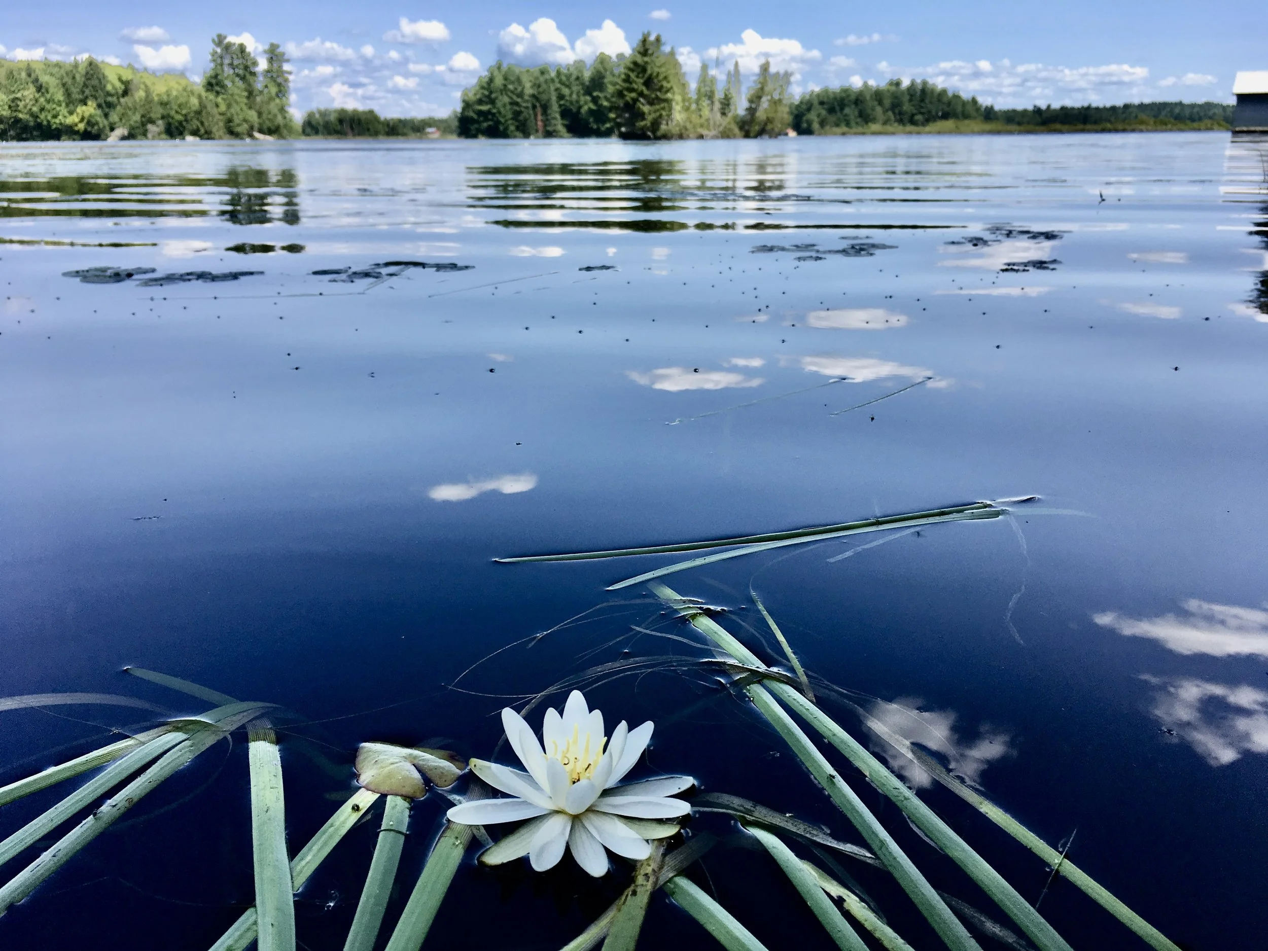 MedBnrLake.jpg