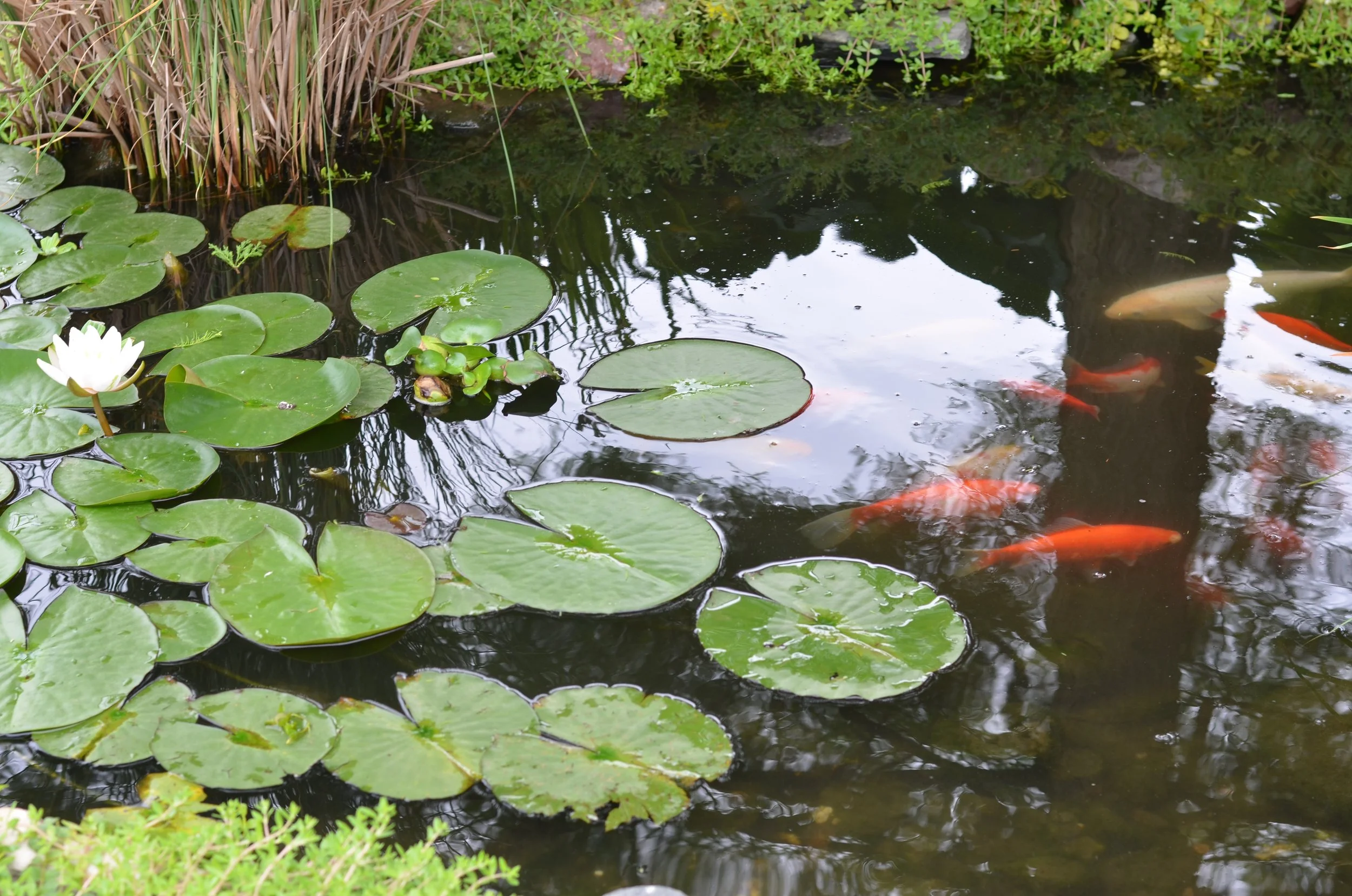 Koi and Hardy Fish