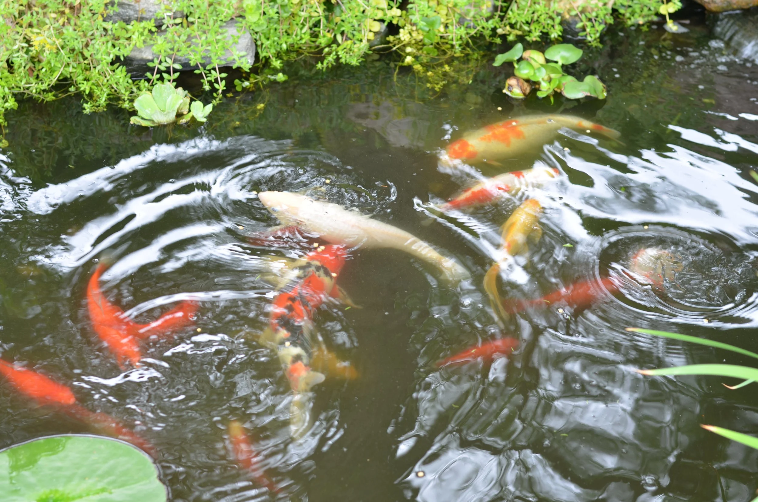 Hardy Fish in Nebraska