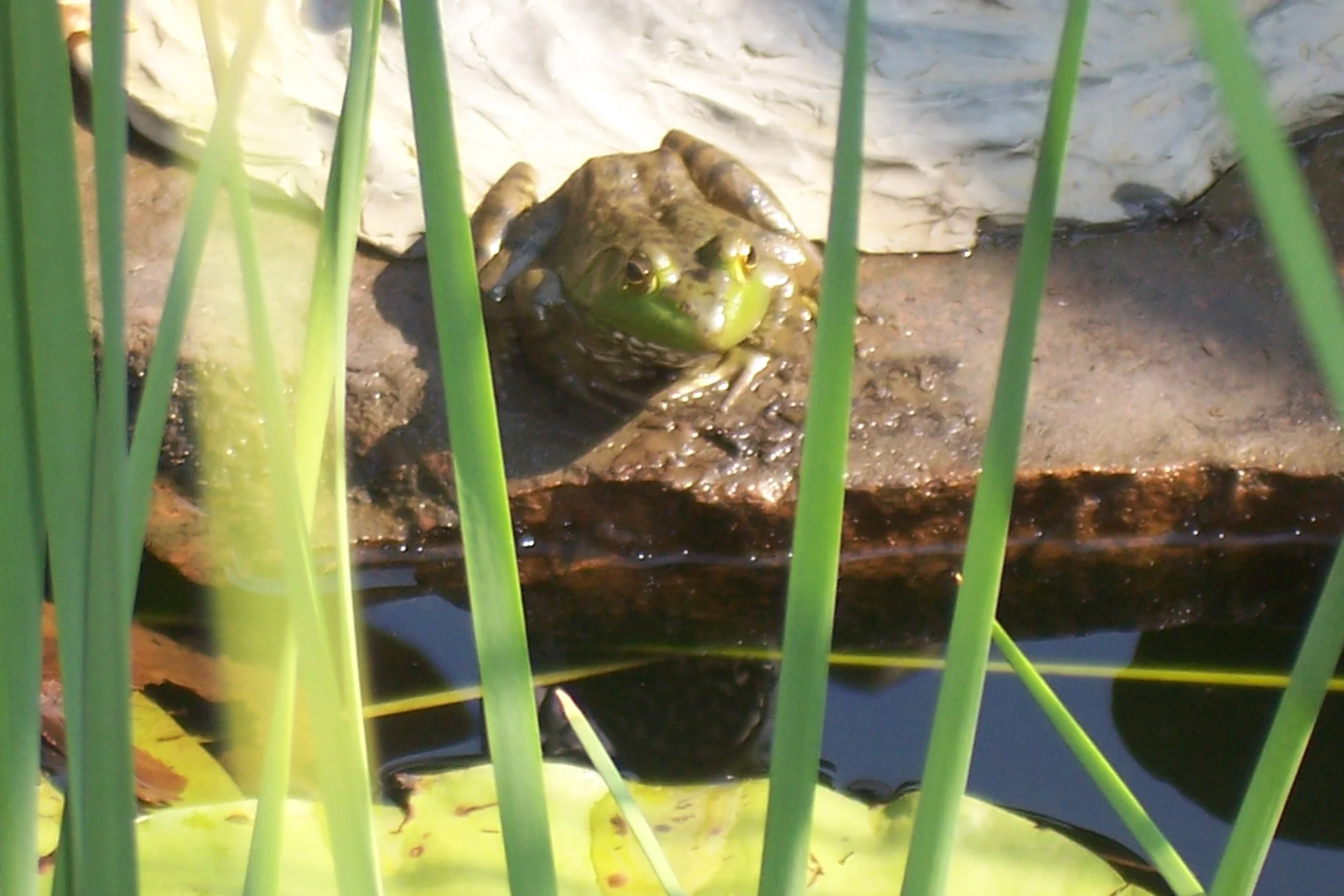 Pond Store Open