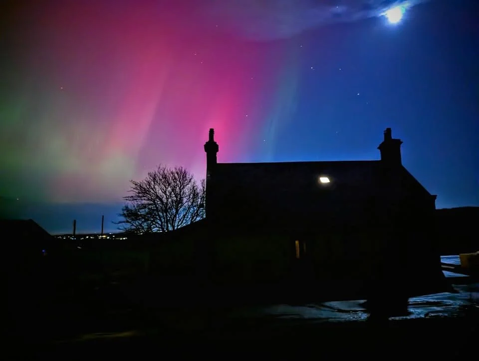 Foxes in Northen Lights.jpg