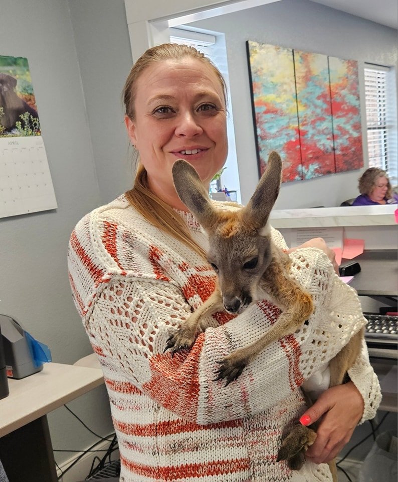 We had an adorable little friend visit us today at work! 

Everyone meet Irwin! The friendly kangaroo! 

 #kangaroo #irwin