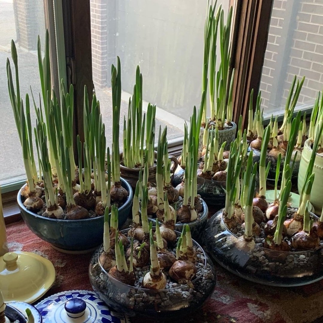 sprouted+papperwhites+in+window.jpg