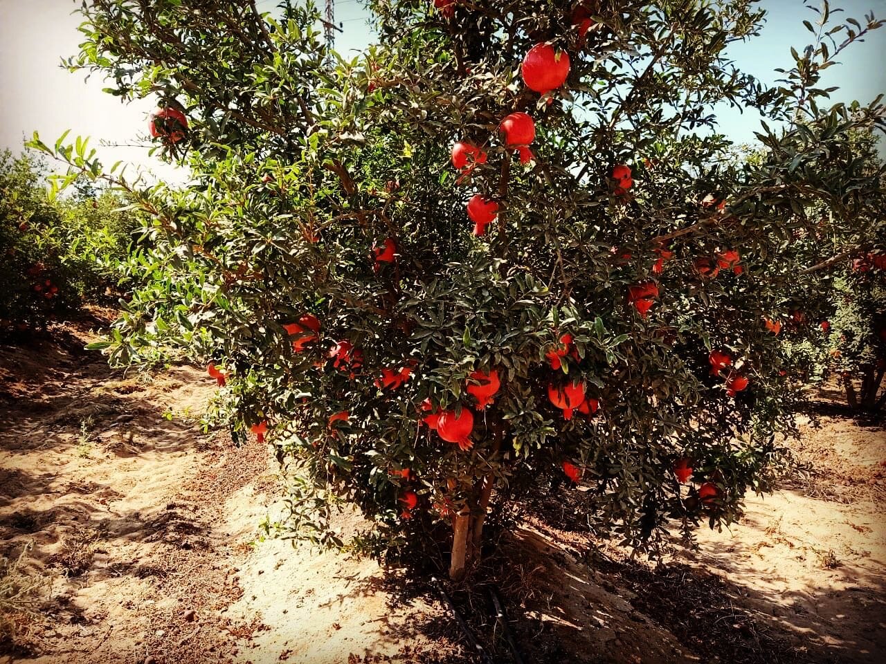 Early 116 Pomegranate available as early as July 24th! High Brix levels. Unblemished exterior Class 1 product. A full month earlier than Wonderful and Granada with the same size and Brix levels. Don&rsquo;t follow convention, create your path. 🌱
.
.
