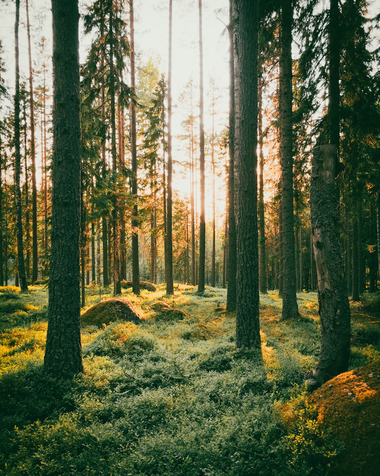 Join us on a hike in the forest and come back invigorated and inspired! 
Every Tuesday and Saturday, we go out on a hiking tour with the guests and it is always such a joyful experience, a great mix of conversations about the nature, the region, but 