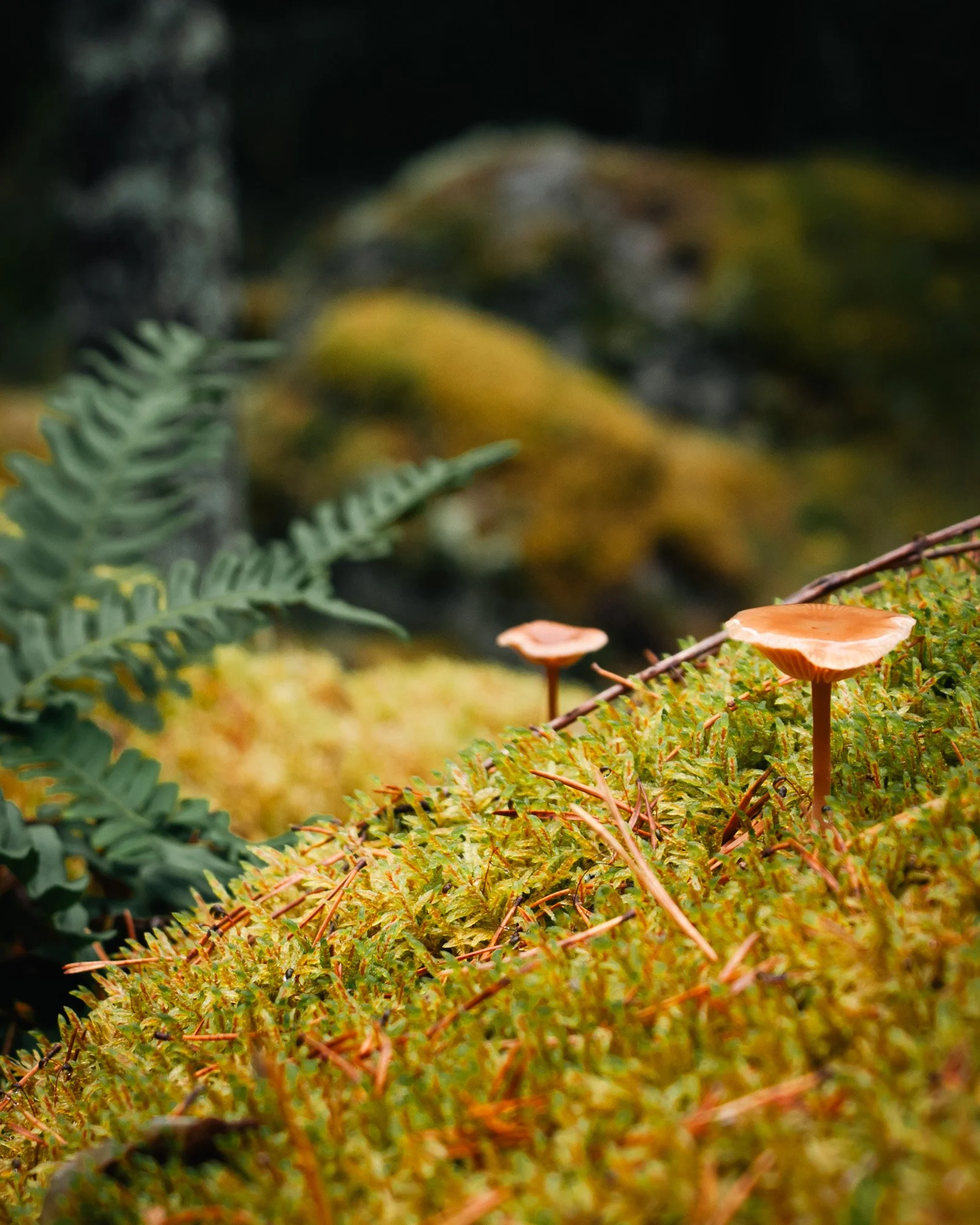 The mysterious world of mosses, fungi and lichen in the forest is fascinating! You see instantly where the inspiration for tales about trolls and elves come from.

 #magicforest  #stillebensweden #slowtravel #slowliving