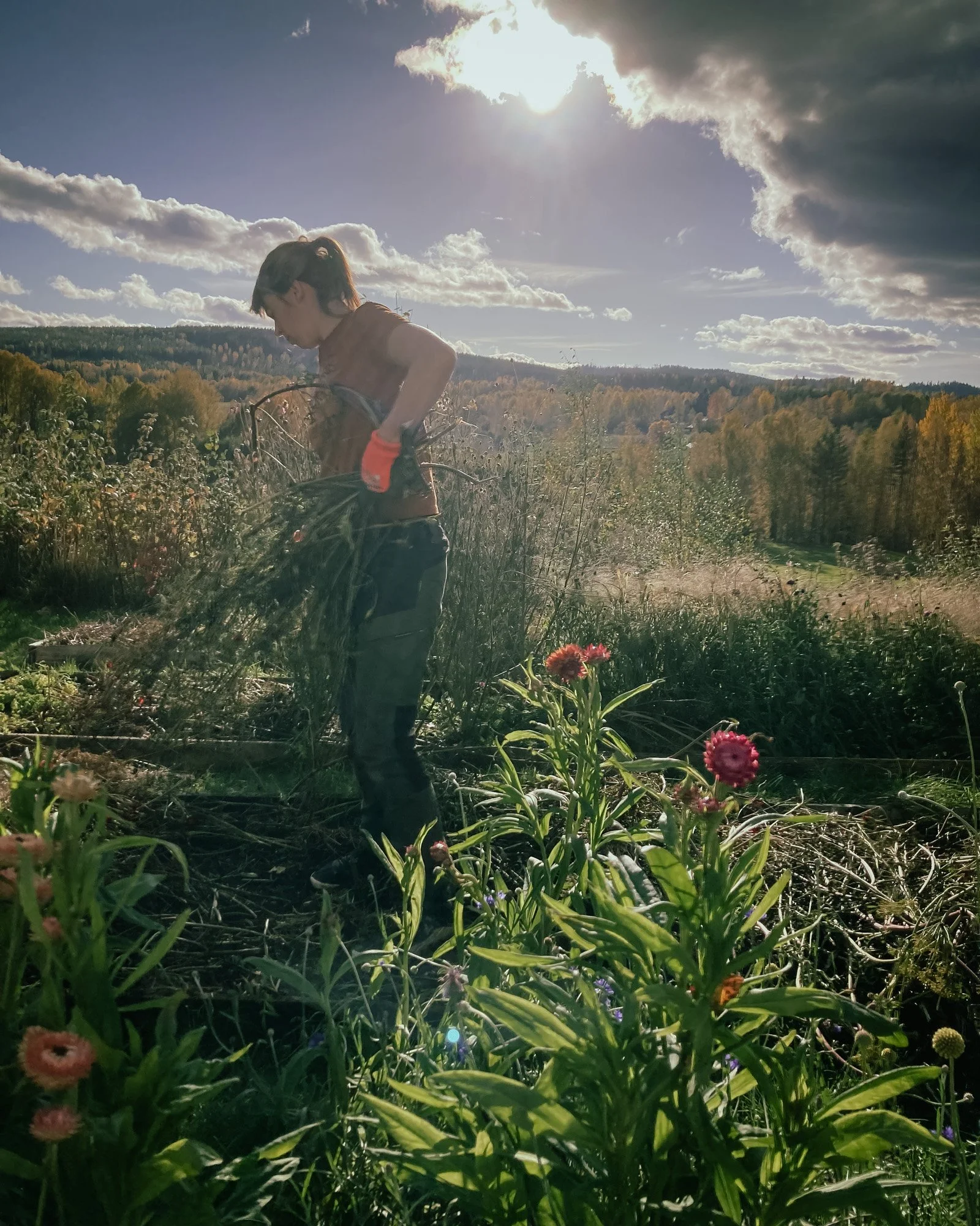 Warm autumn afternoons and frosty sunny mornings! We had a fantastic September with real Indian Summer weather here. We were doubting when to put the garden &quot;to sleep&quot; for the winter, but now the time is coming. 

This morning, the leaves w