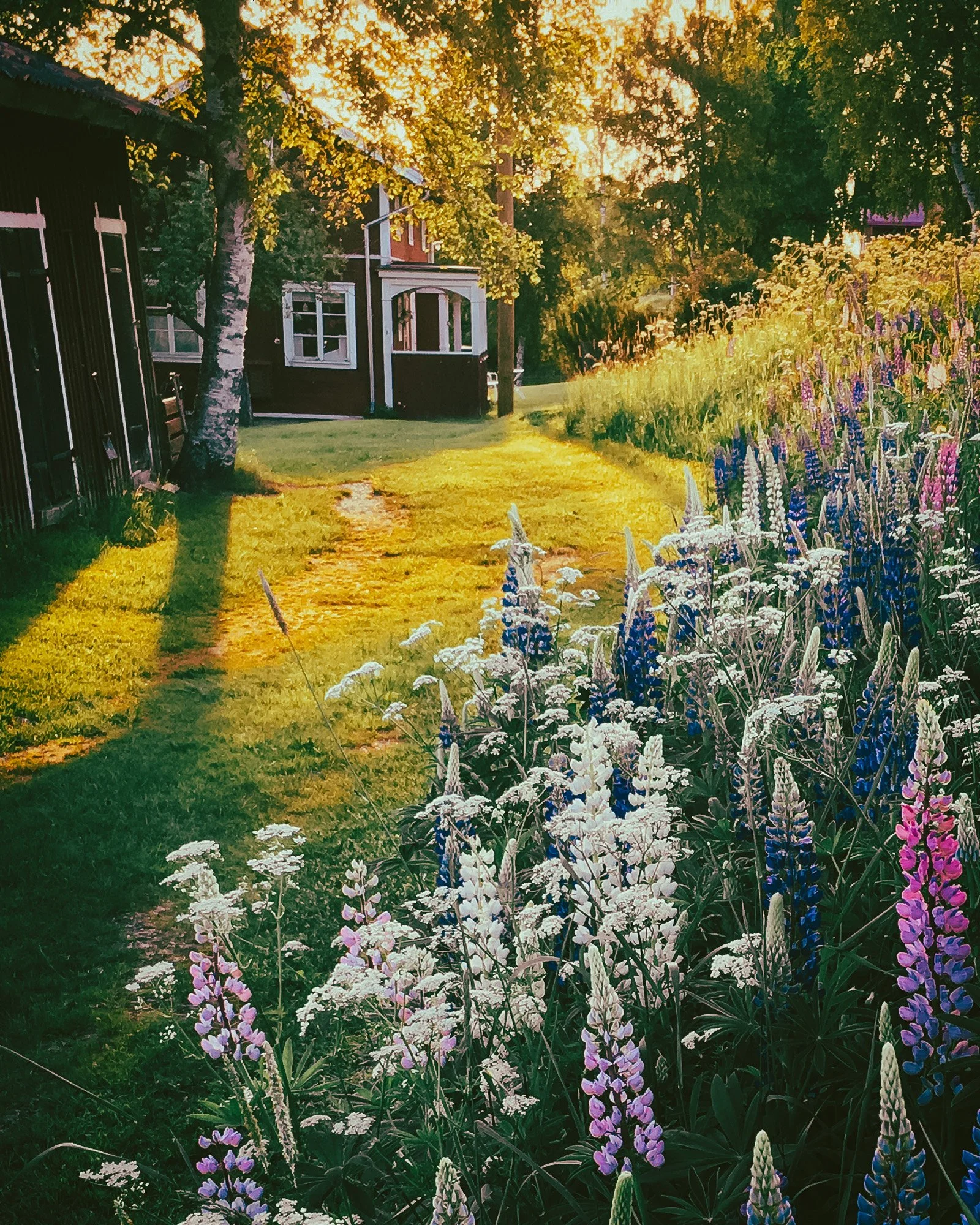 Tomorrow, we celebrate the longest night of the year, midwinter solstice. That means, in half a year, we celebrate Midsummer! 

So we thought it is the perfect moment to talk about our Midsummer Celebrations package here at Stilleben! The experience 