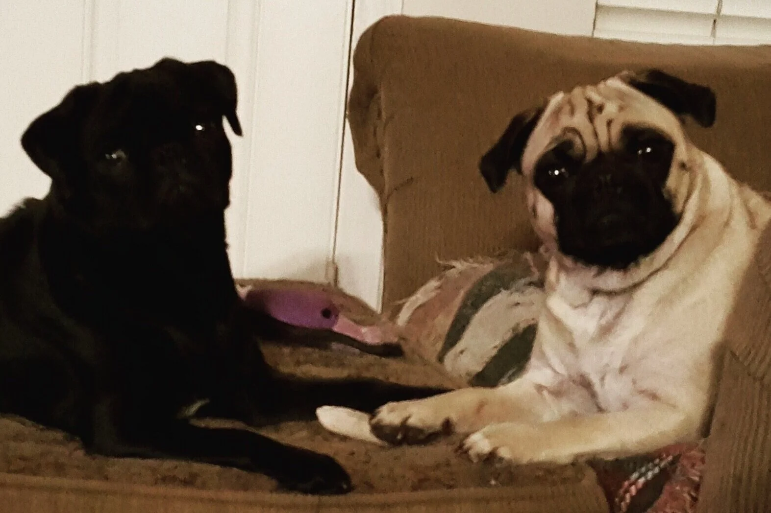 Pug Breeder in Florida