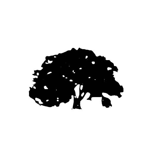 oak tree.jpg