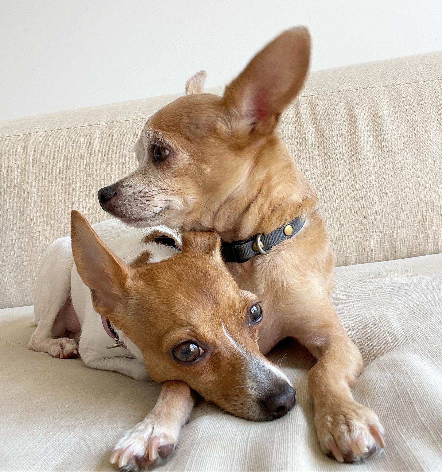 Happy National Dog Day!
.
.
.
#dogtrainer #dogtrainersofinstagram #mypups #nationaldogday #petitebeasties #newyorkdogs #newyorkdogsofinstagram