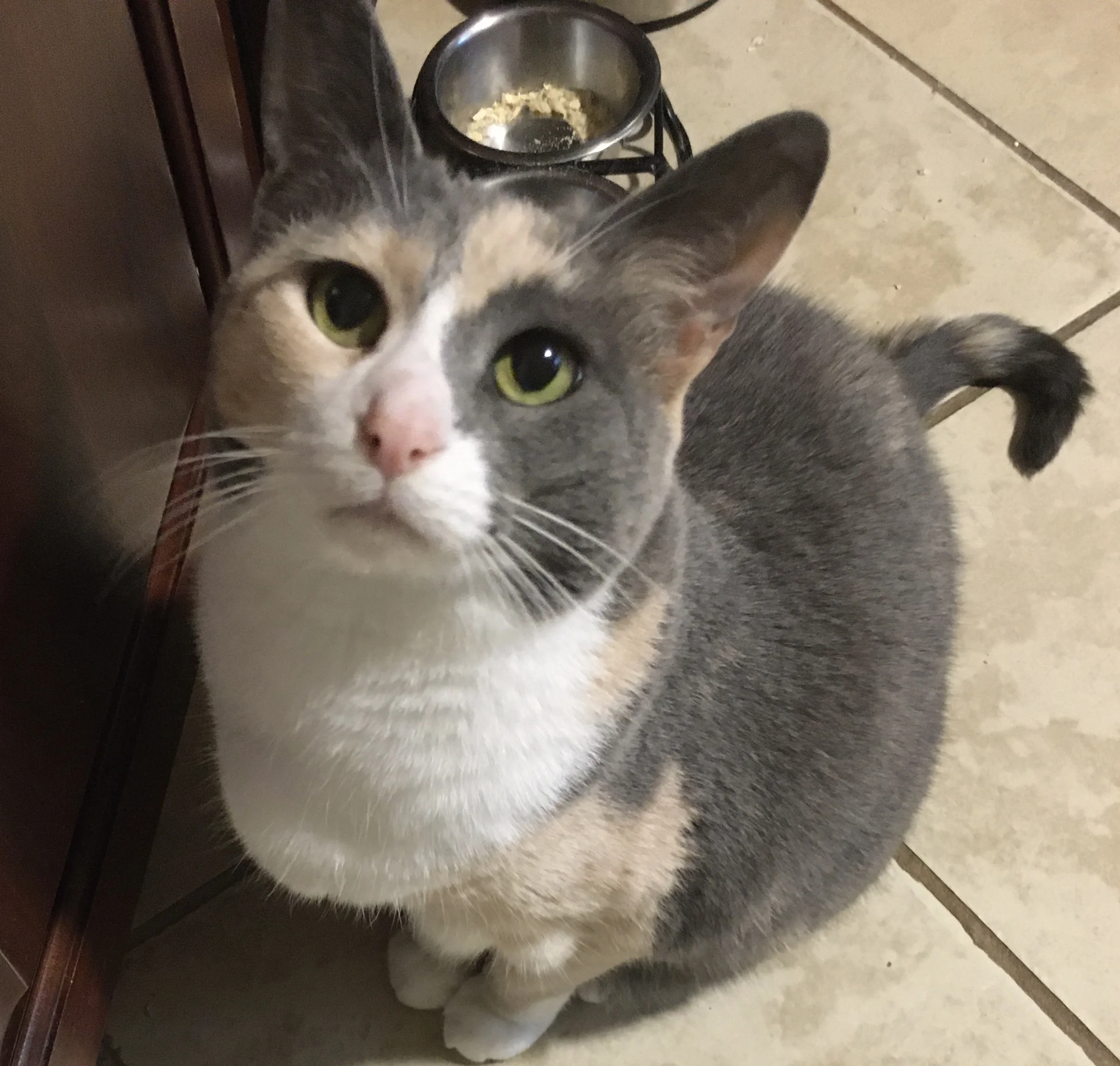 Про матрас и кота-невротика.