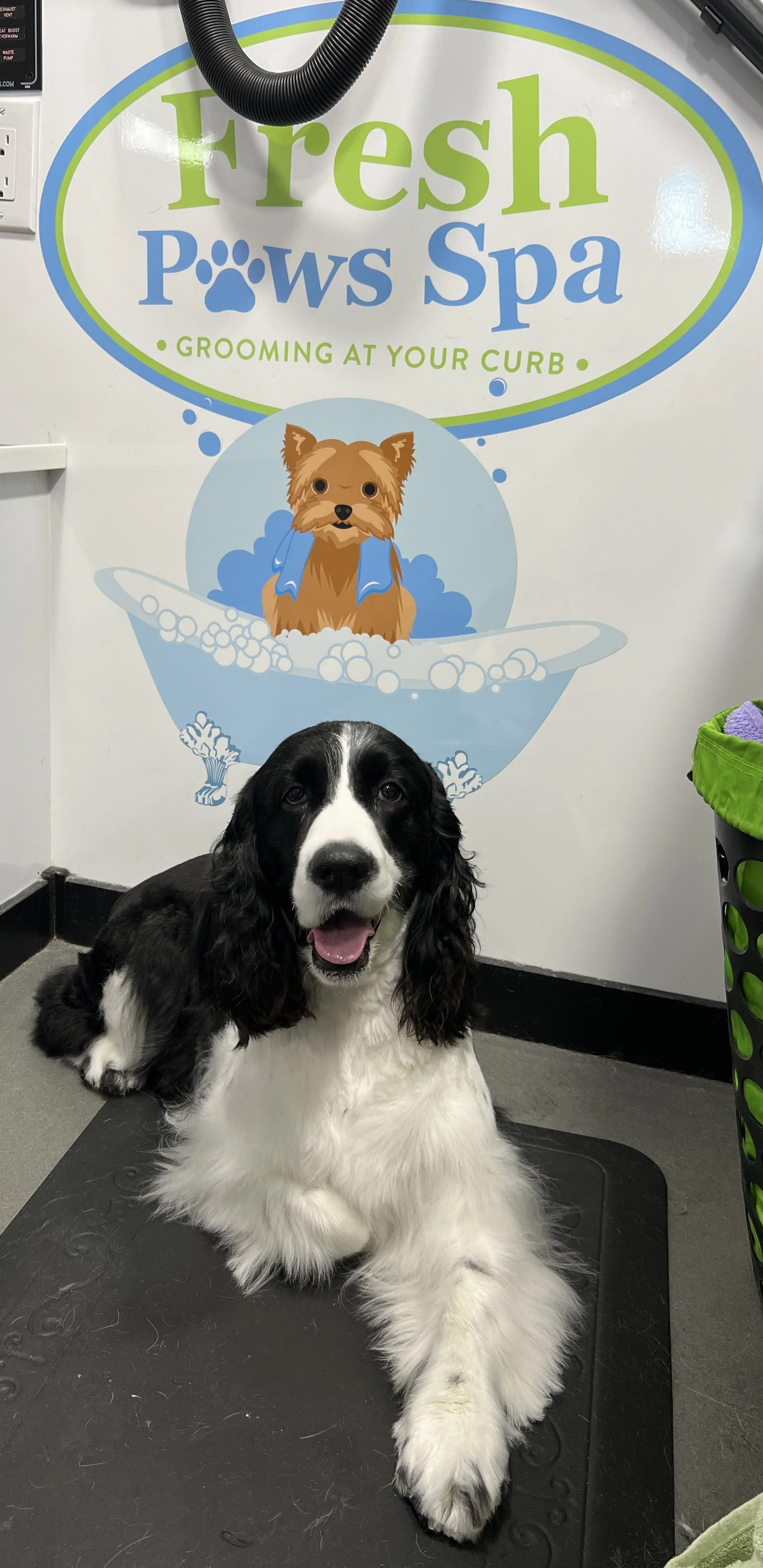 mobile dog groomer near me photos — Fresh Paws Spa LLC