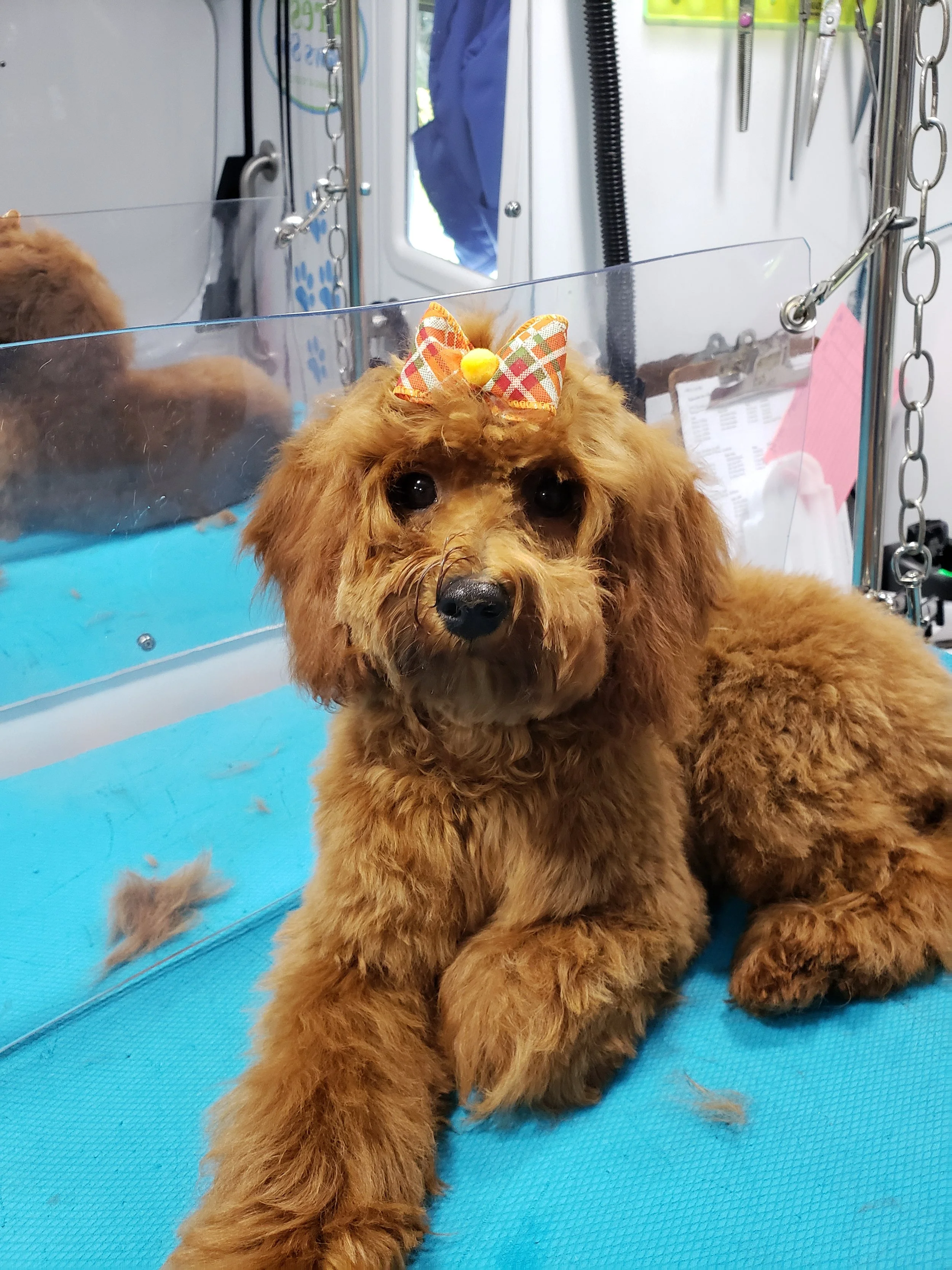mobile dog groomer near me photos — Fresh Paws Spa LLC