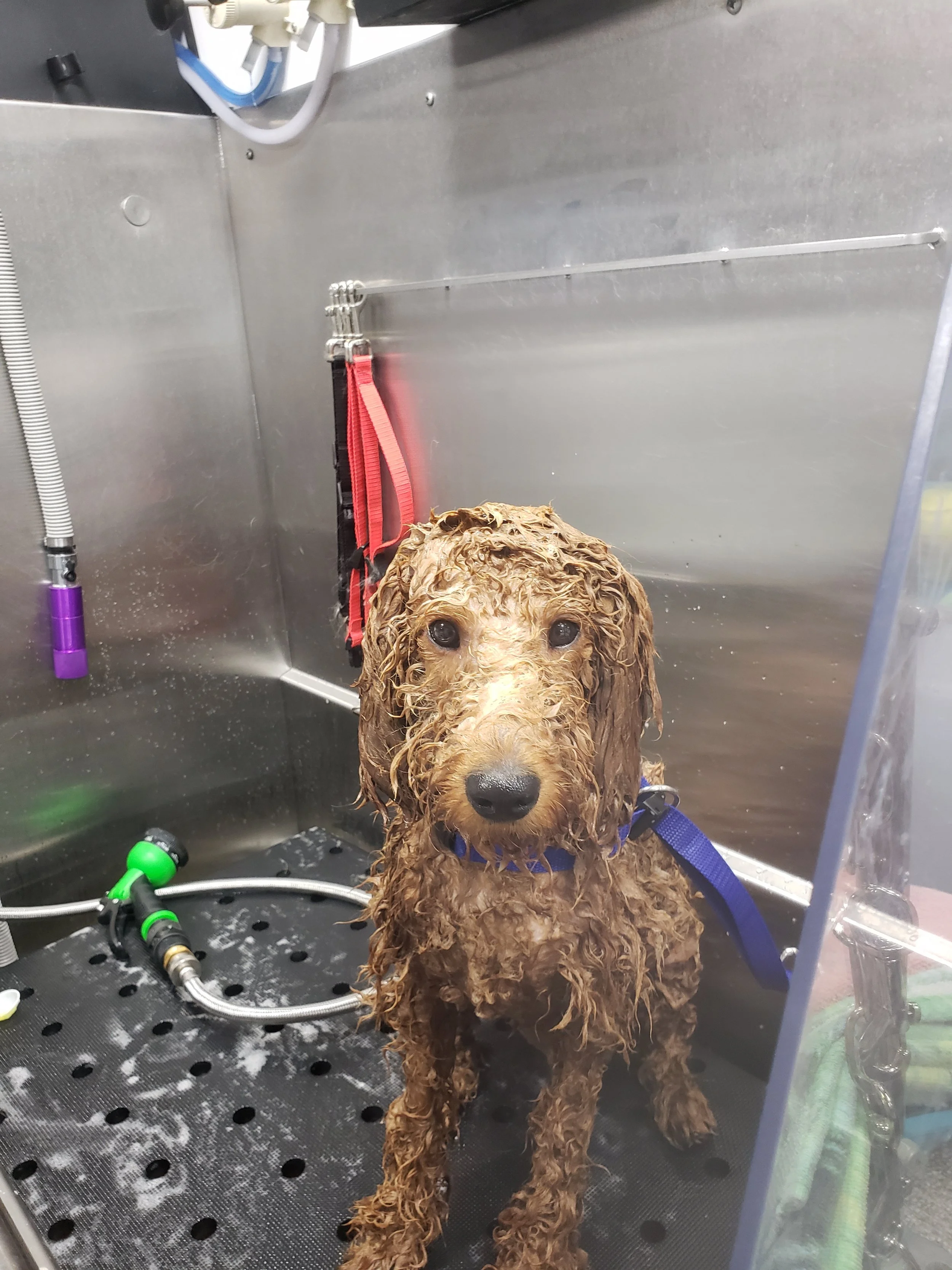 mobile dog groomer near me photos — Fresh Paws Spa LLC