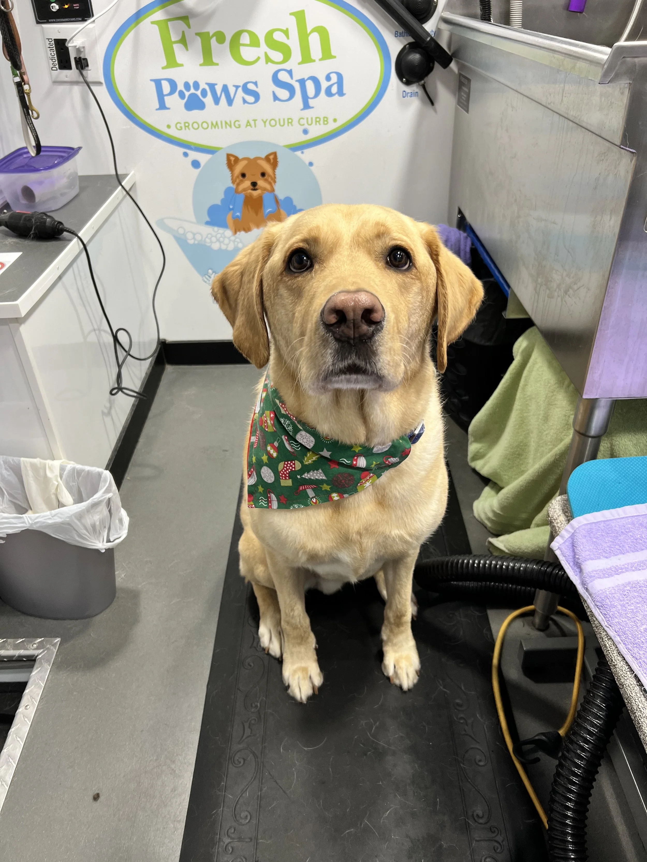 mobile dog groomer near me photos — Fresh Paws Spa LLC