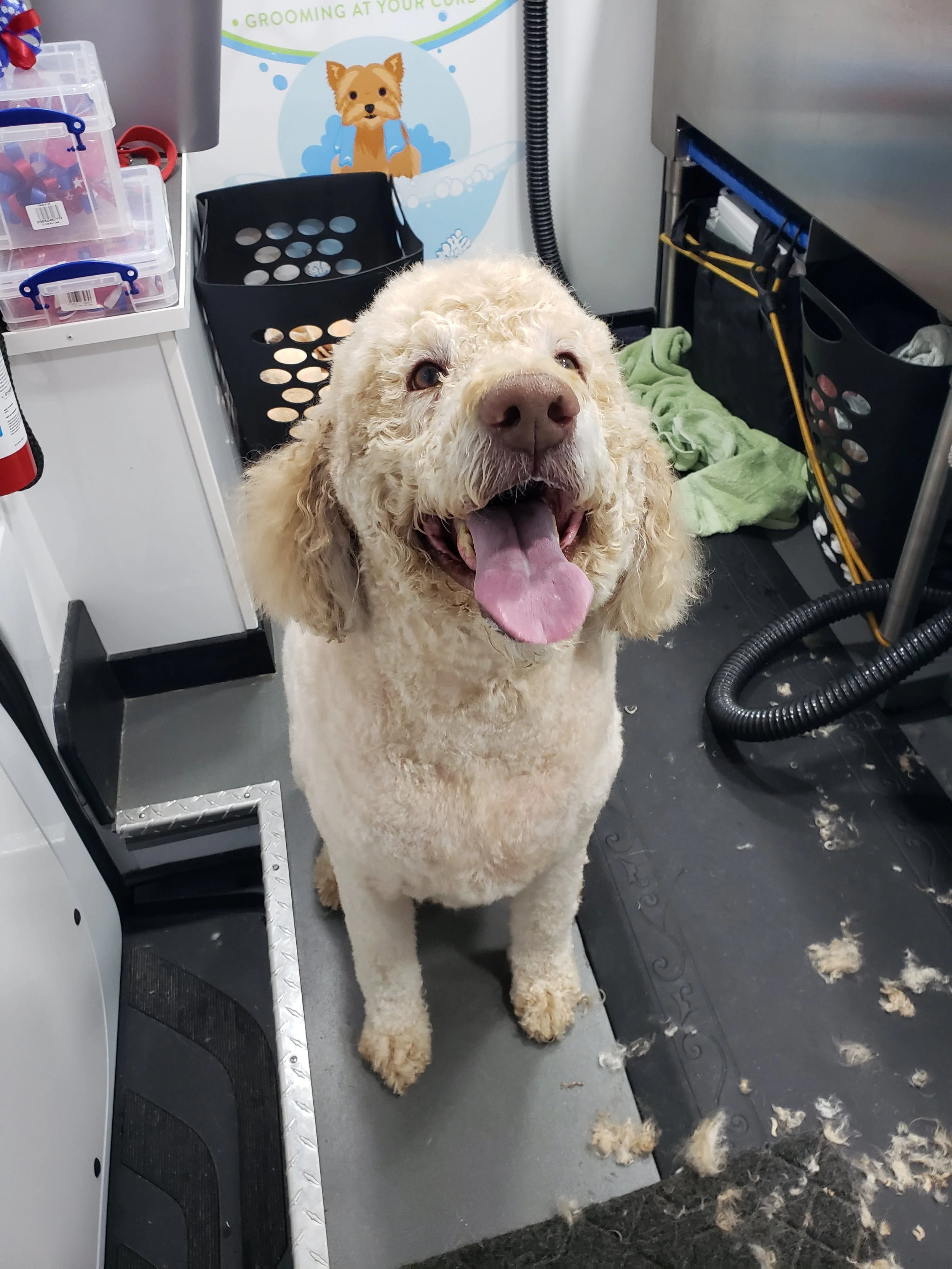 mobile dog groomer near me photos — Fresh Paws Spa LLC