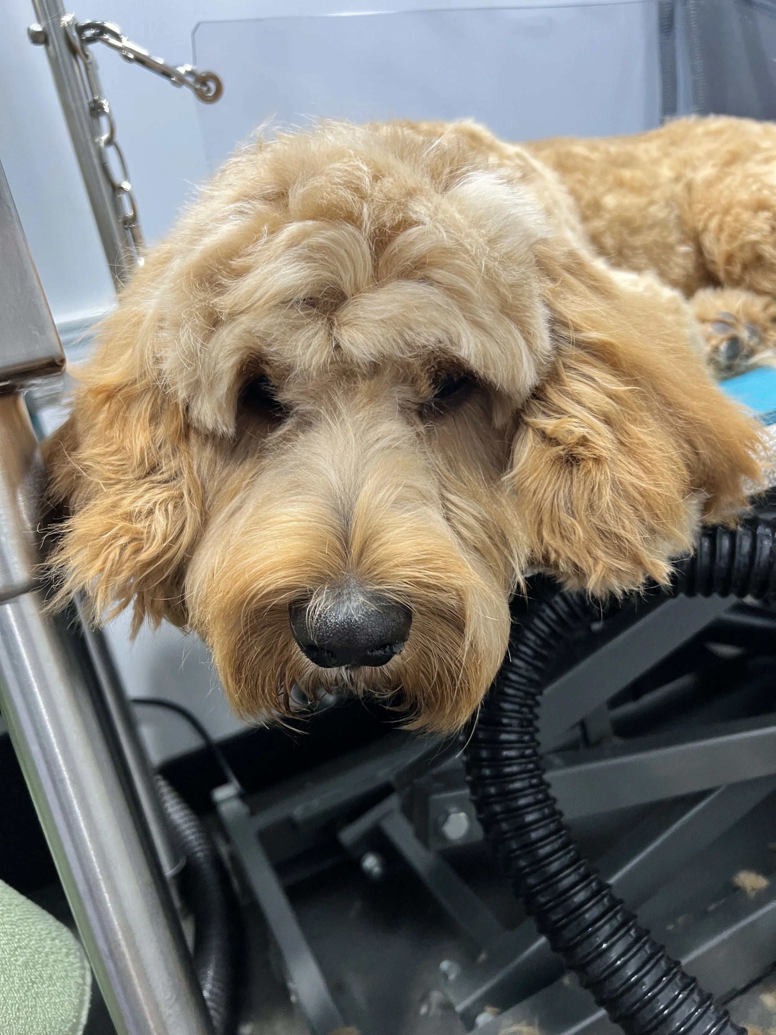 mobile dog groomer near me photos — Fresh Paws Spa LLC