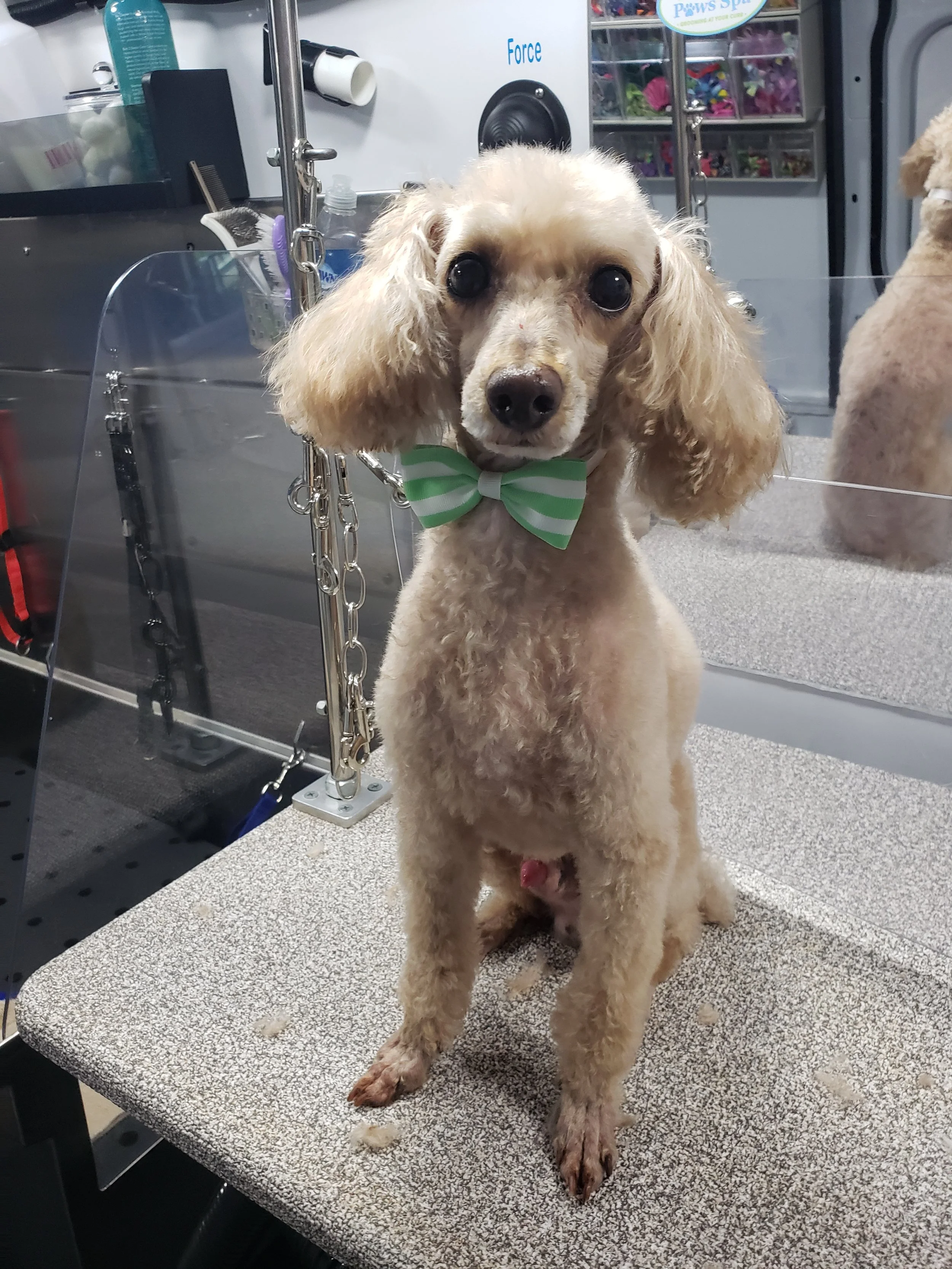 mobile dog groomer near me photos — Fresh Paws Spa LLC