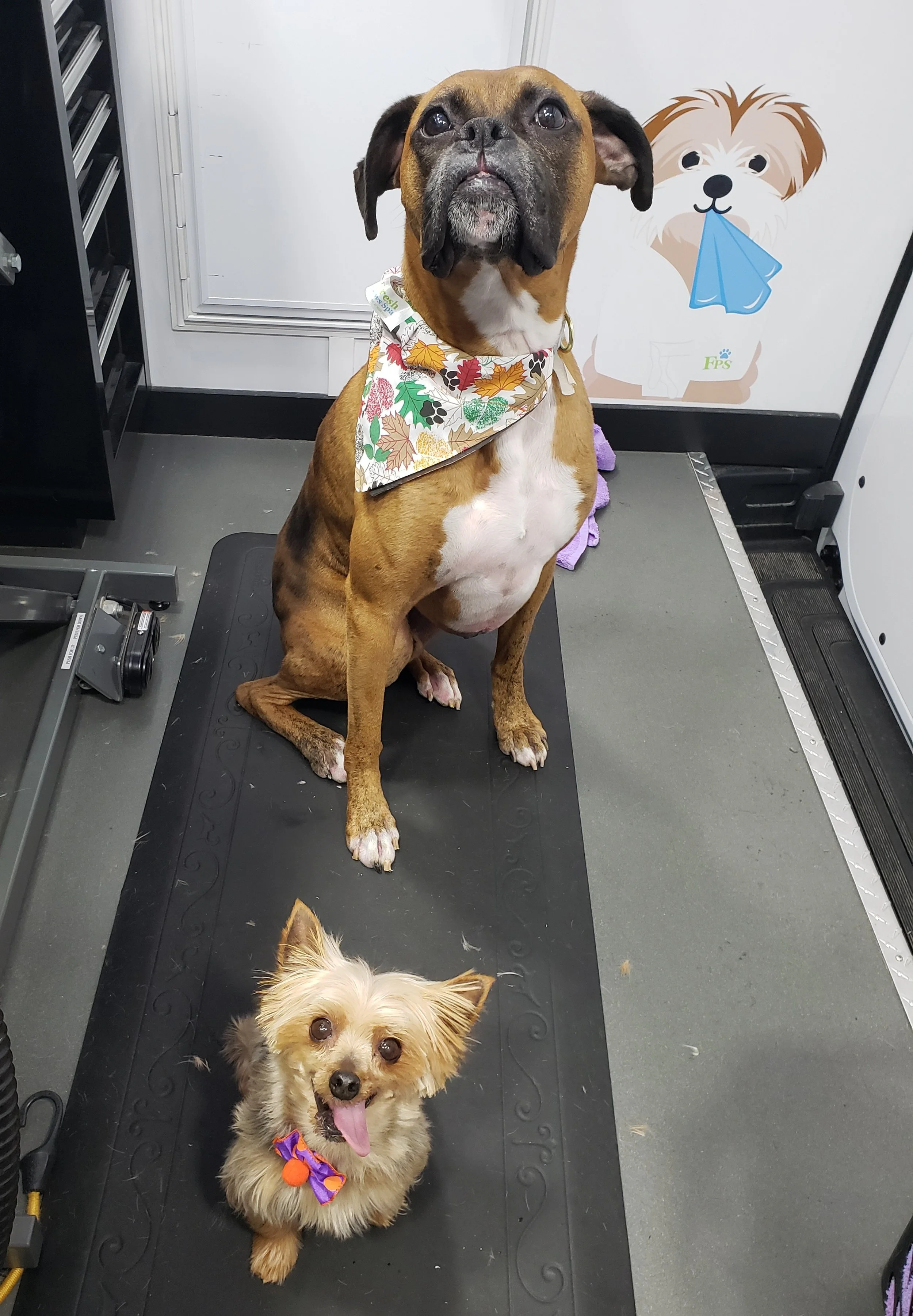Boxer yorkshire terrier mobile dog groomer near me Mechanicsburg Camp Hill