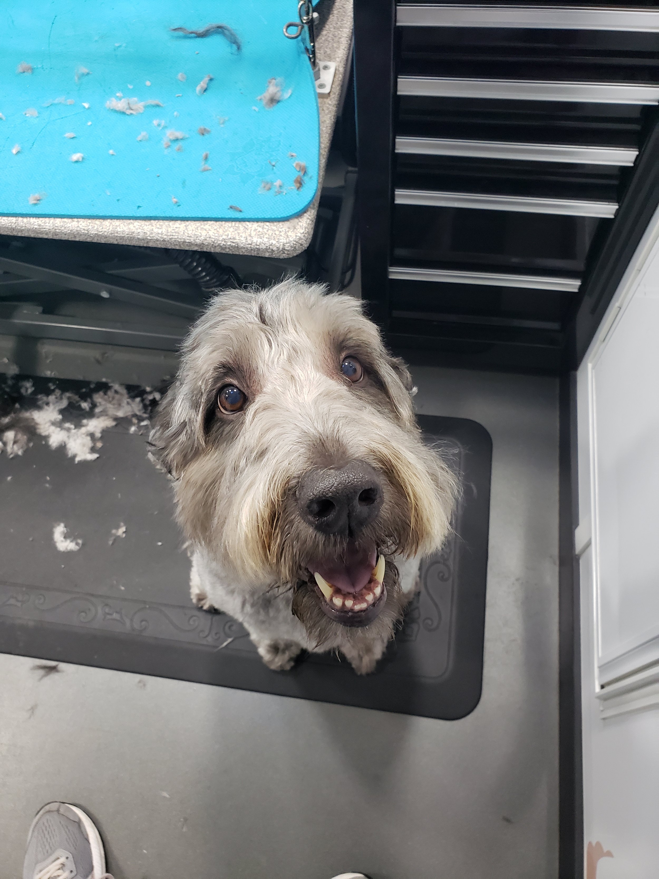 wheaten terrier golden retriever mobile dog groomer near me