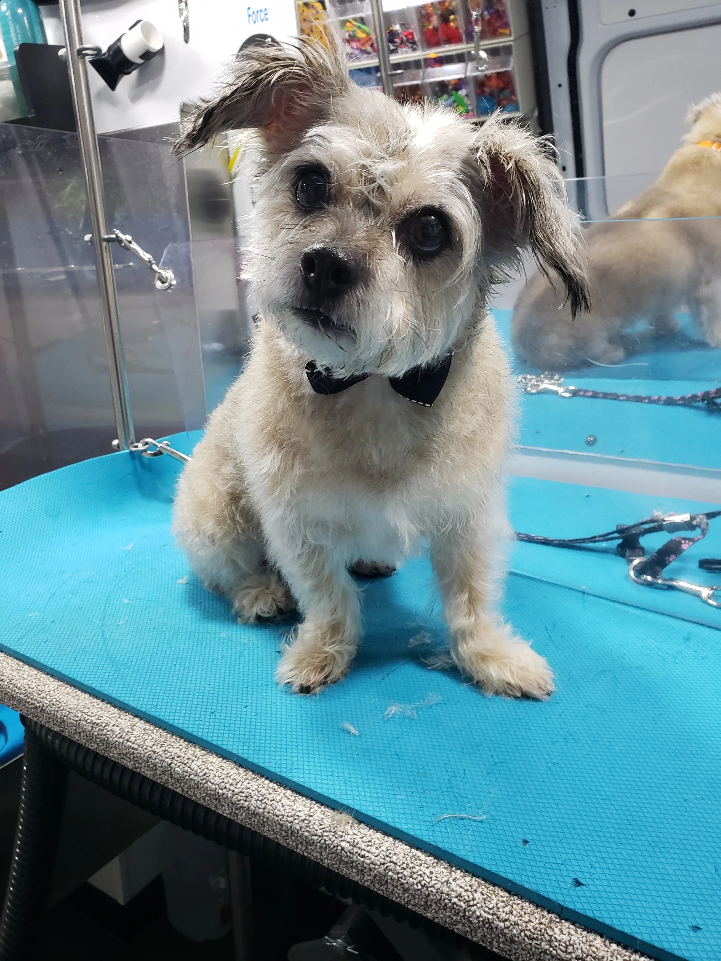View of mobile dog groomer near me photos — Fresh Paws Spa LLC