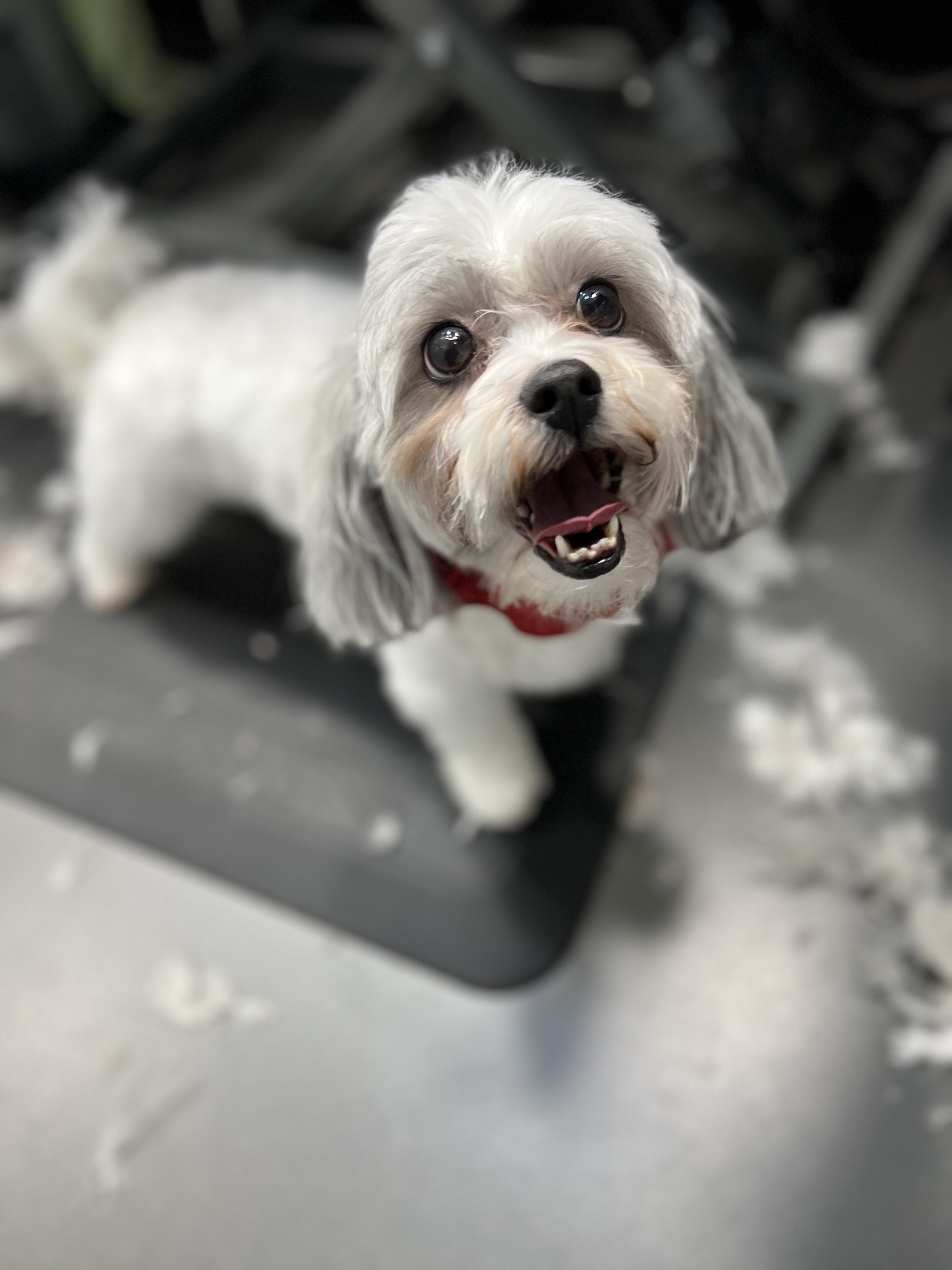 mobile dog groomer near me photos — Fresh Paws Spa LLC