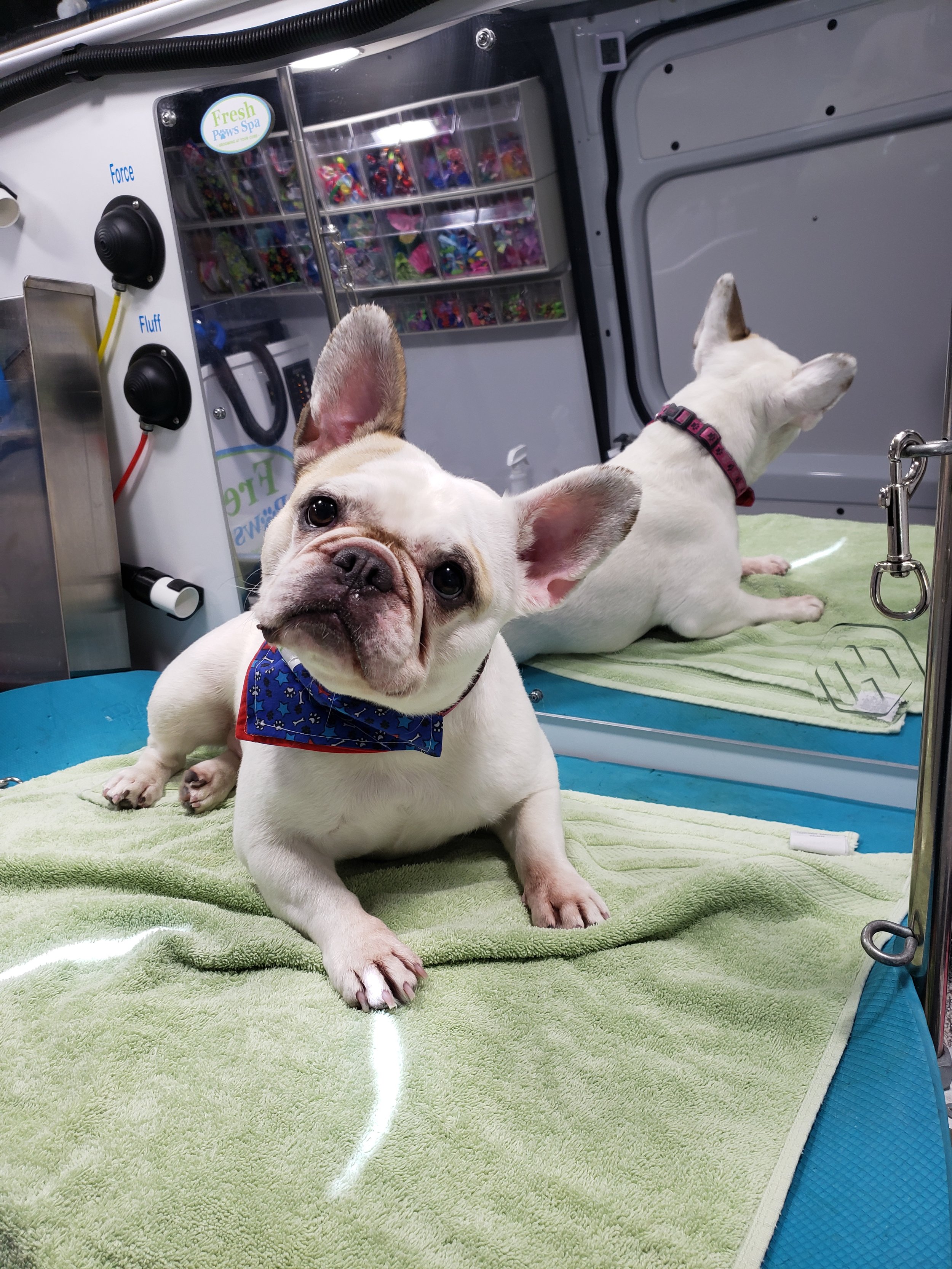 French bulldog mobile dog groomer near me Mechanicsburg Camp Hill