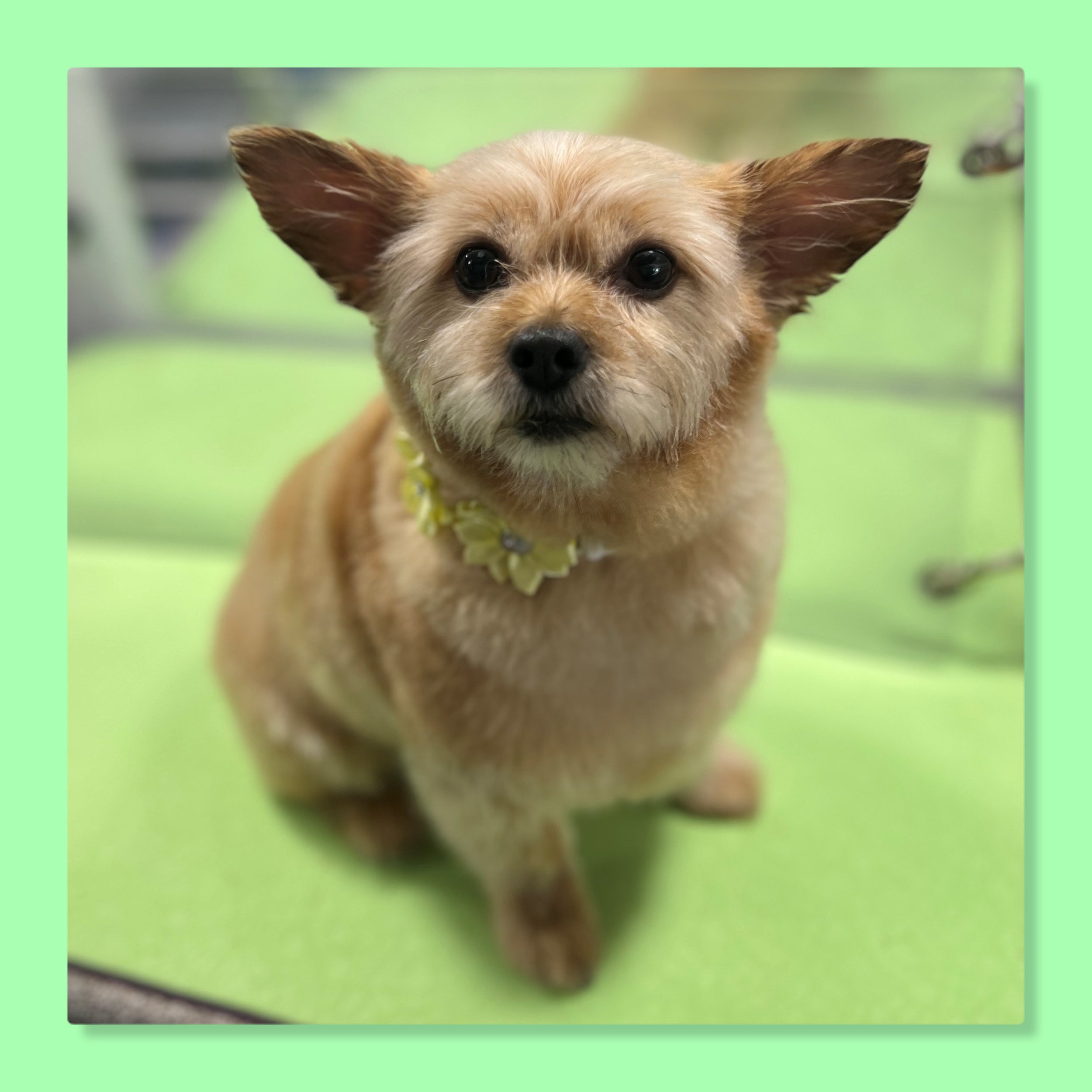 yorkie pom near me brown mobile groomer carlisle mechanicsburg camp hill