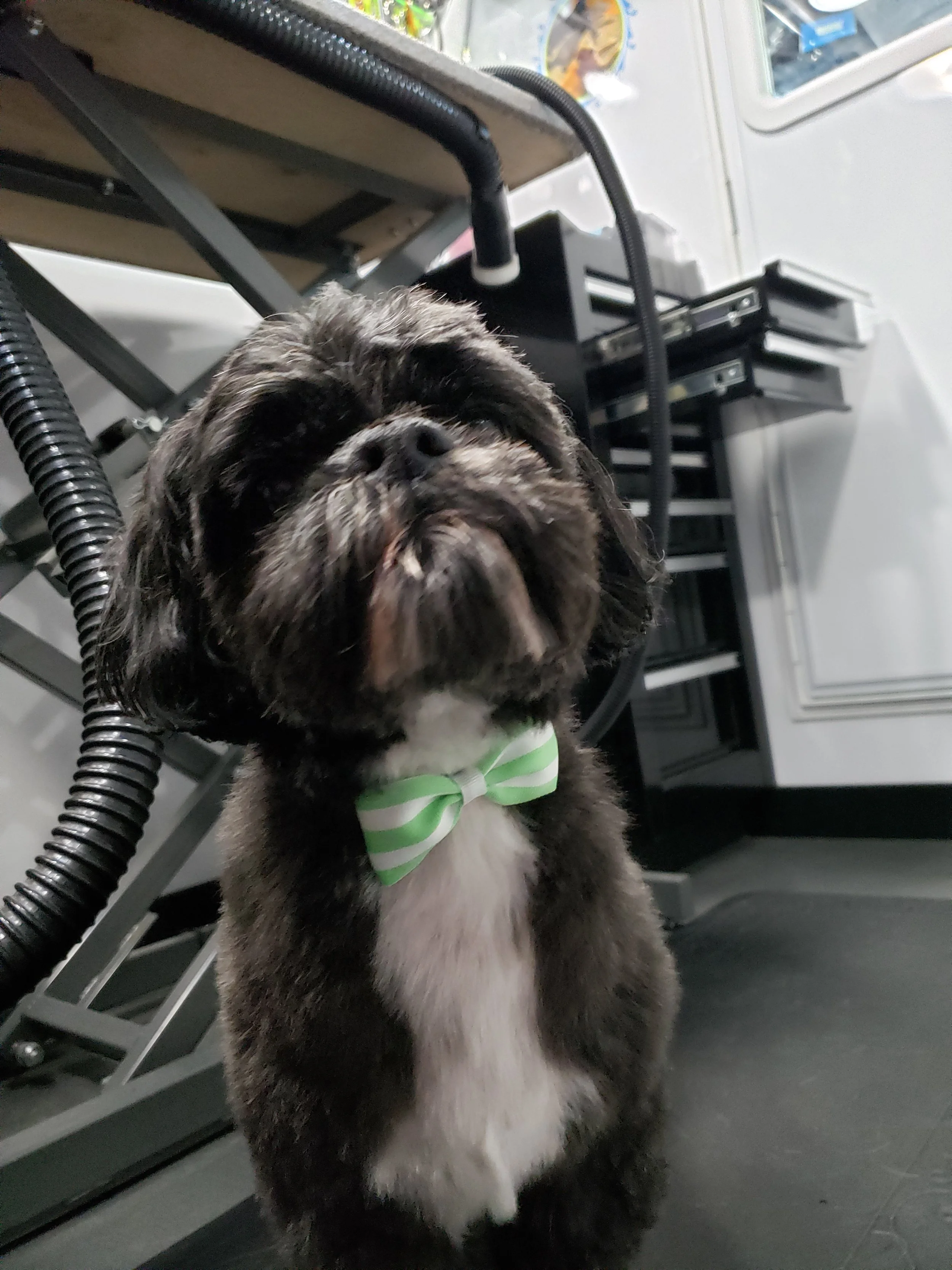 Shih tzu dog mobile dog groomer near me mechanicsburg camp hill;