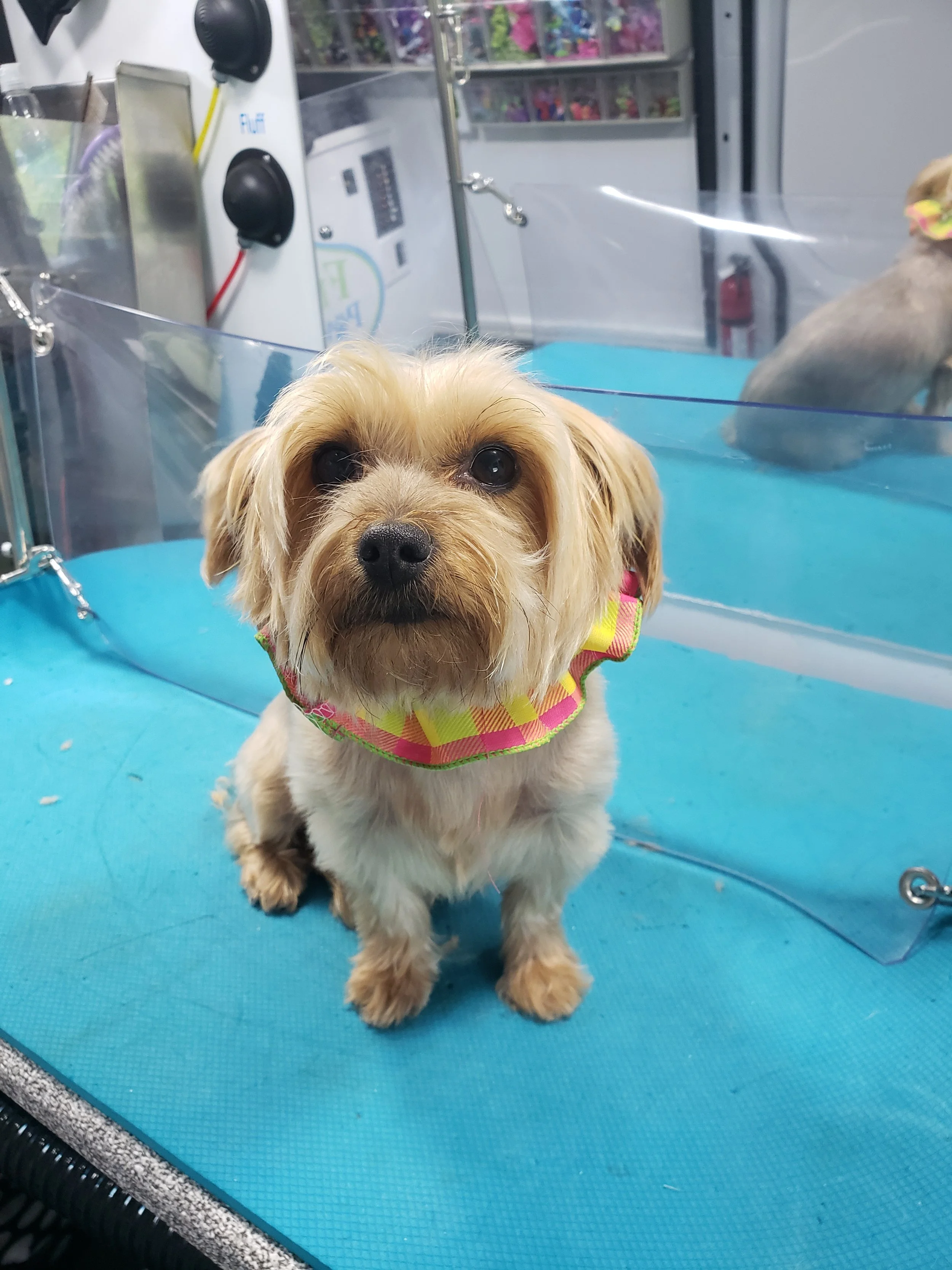 yorkshire terrier mobile dog groomer near me Mechanicsburg Camp HIll
