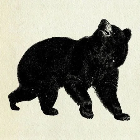 9ddca406589435753b5ca85959438bca--bear-art-black-bear.jpg