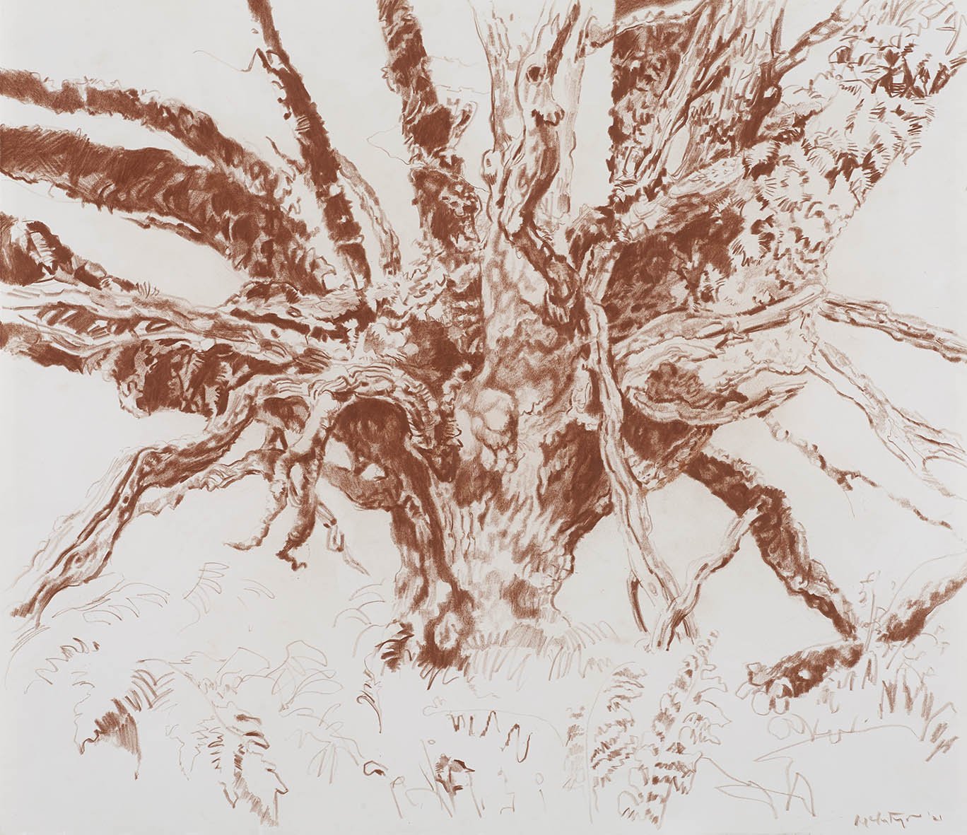 4 McIntyre_Wiscdom Tree - Old Oak, Horners Wood_sanguine drawing_46x56cm.jpg