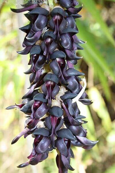 original-66-347-mucuna_pruriens.jpeg
