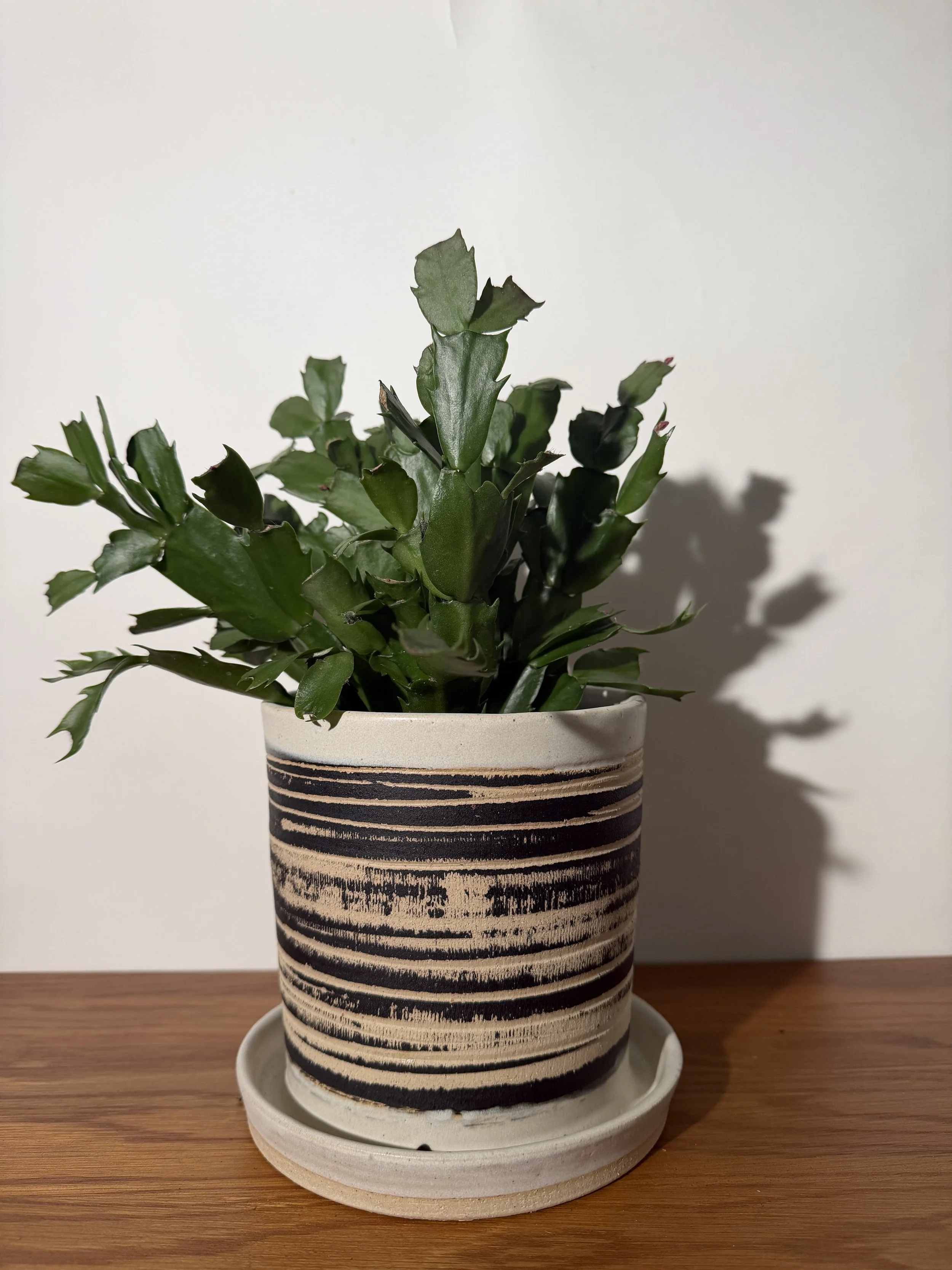 Handmade Ceramic Planter with Attached Drip Tray - Cream and Black