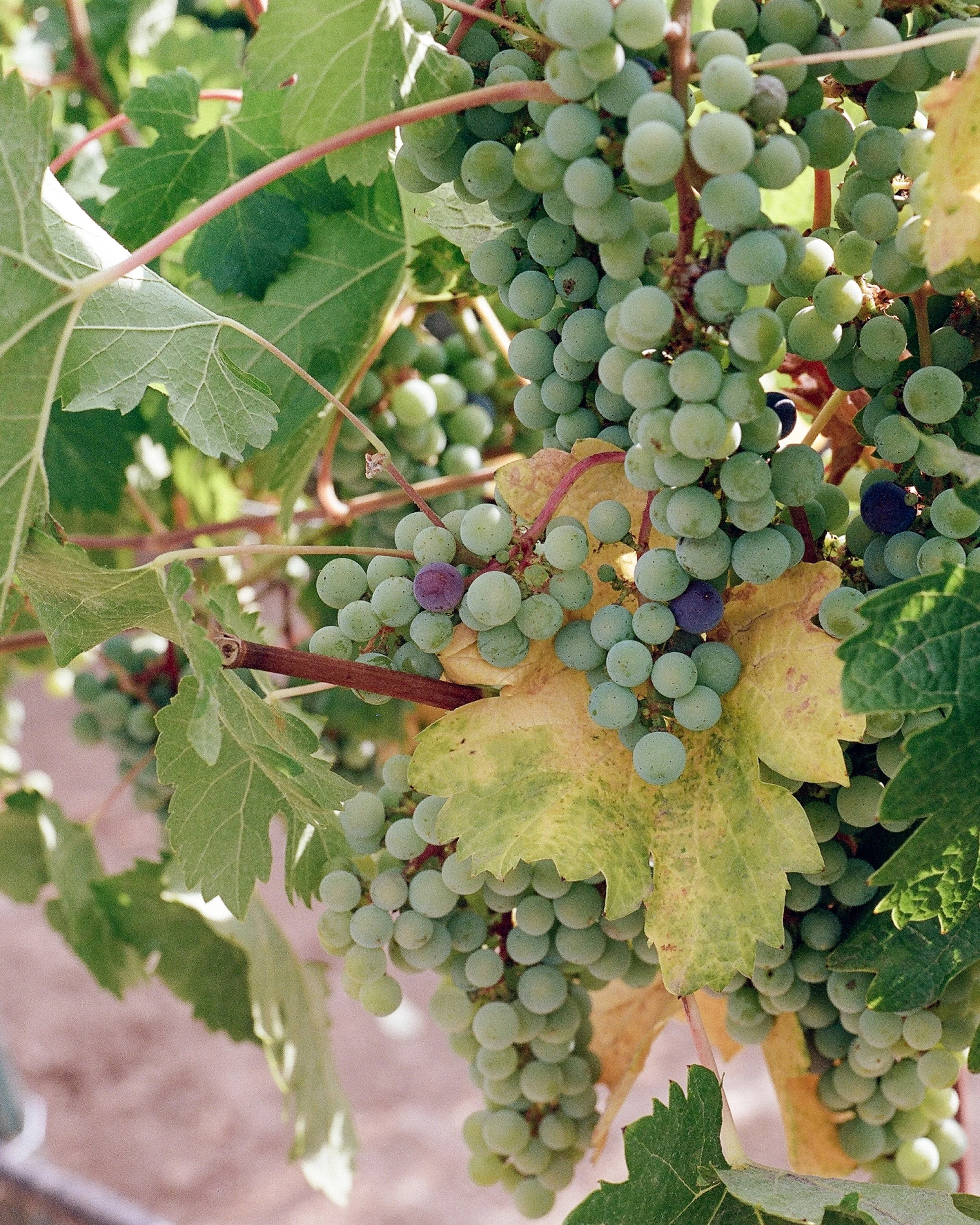 _wildlife_vineyards_cab_jaime_valdovino_photography-aug-1-5.jpg