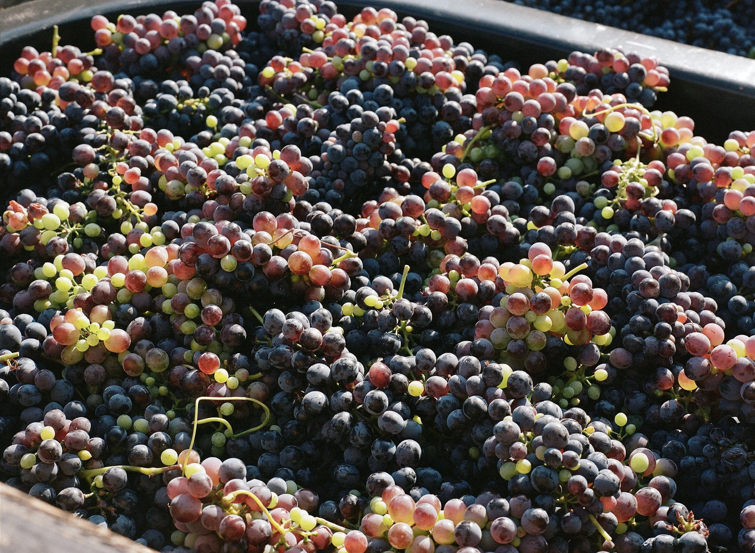 _wildlife_vineyards_harvest-aug-21-11.jpg