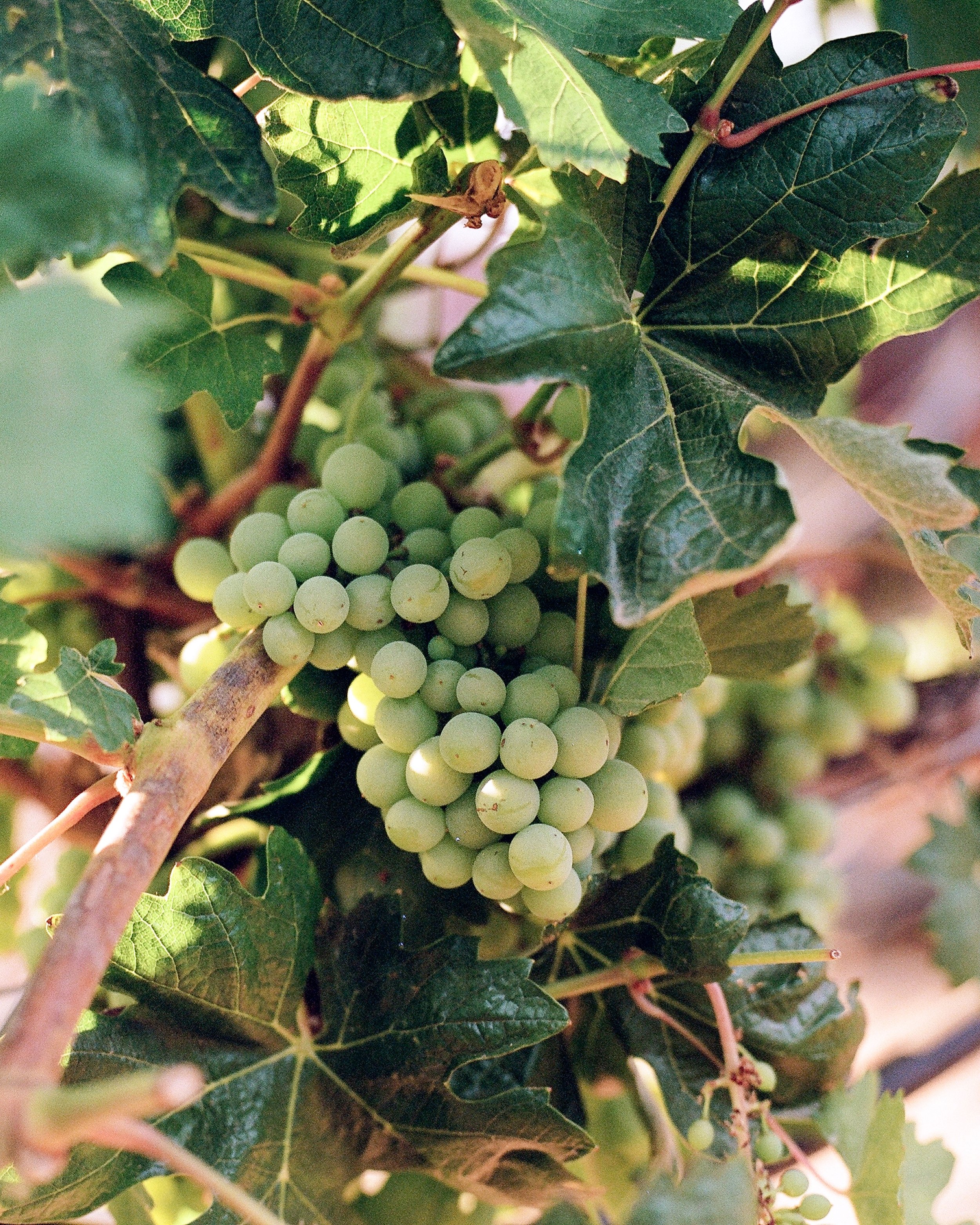 _wildlife_vineyards_misc_jaime_valdovino_photography-aug-1-R1.jpg