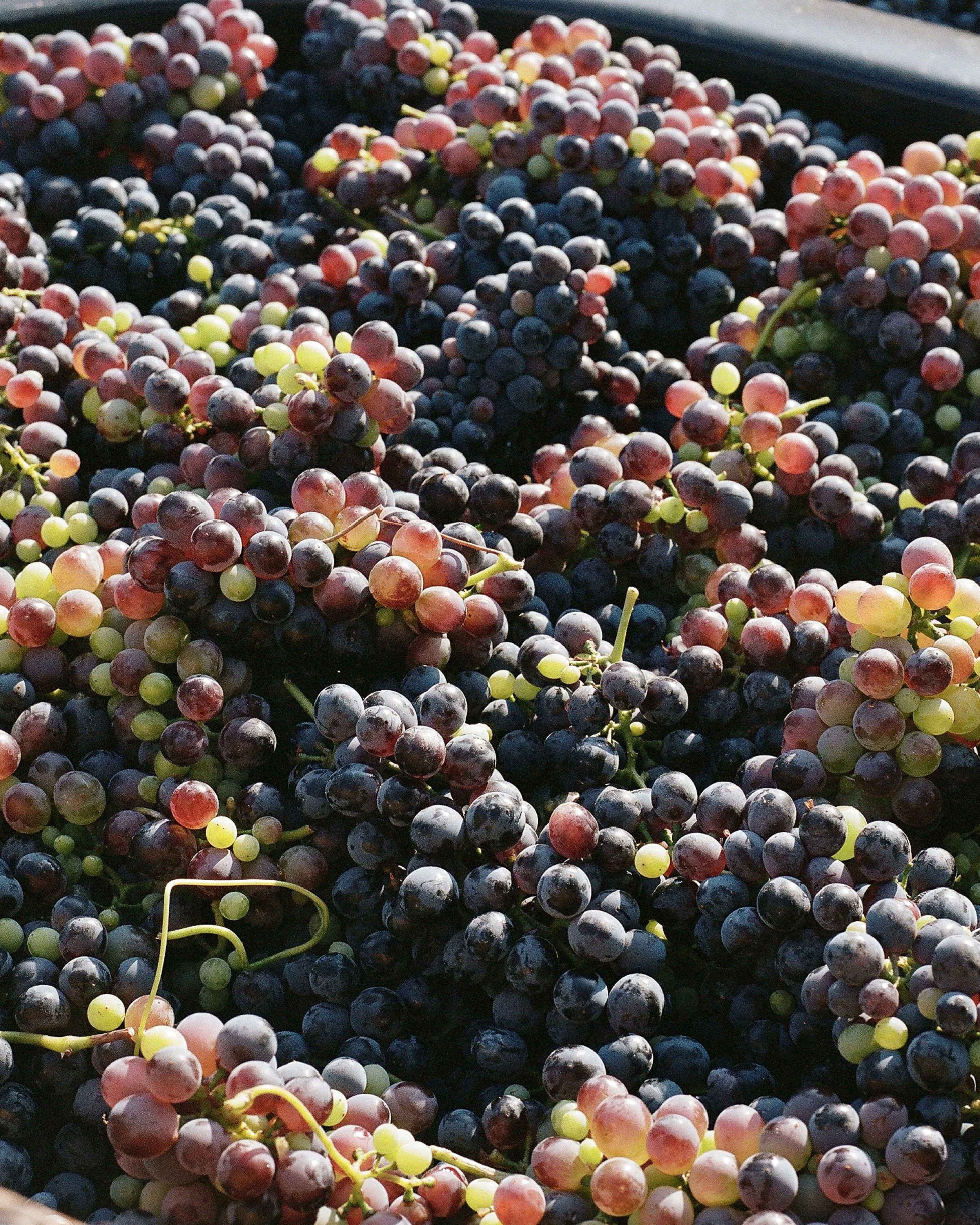 _wildlife_vineyards_harvest-aug-21-11.jpg